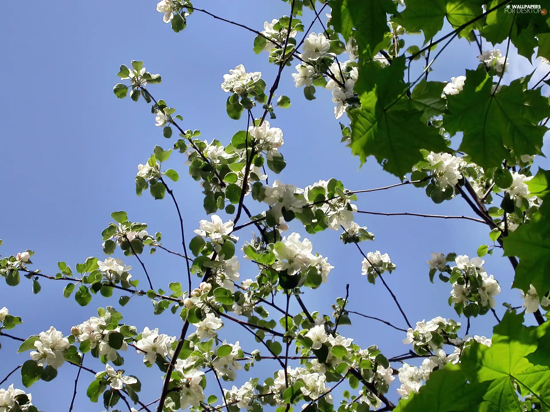 Sky, Bush, jasmine