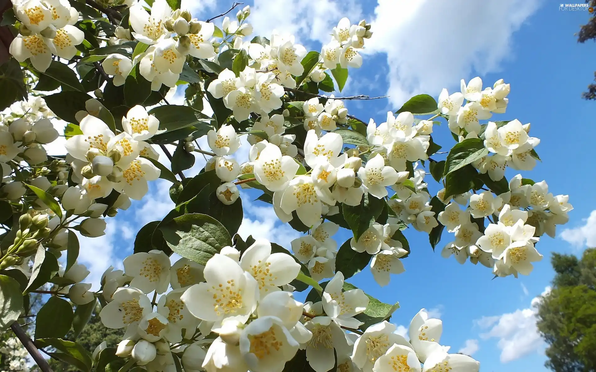 Sky, flower, jasmine