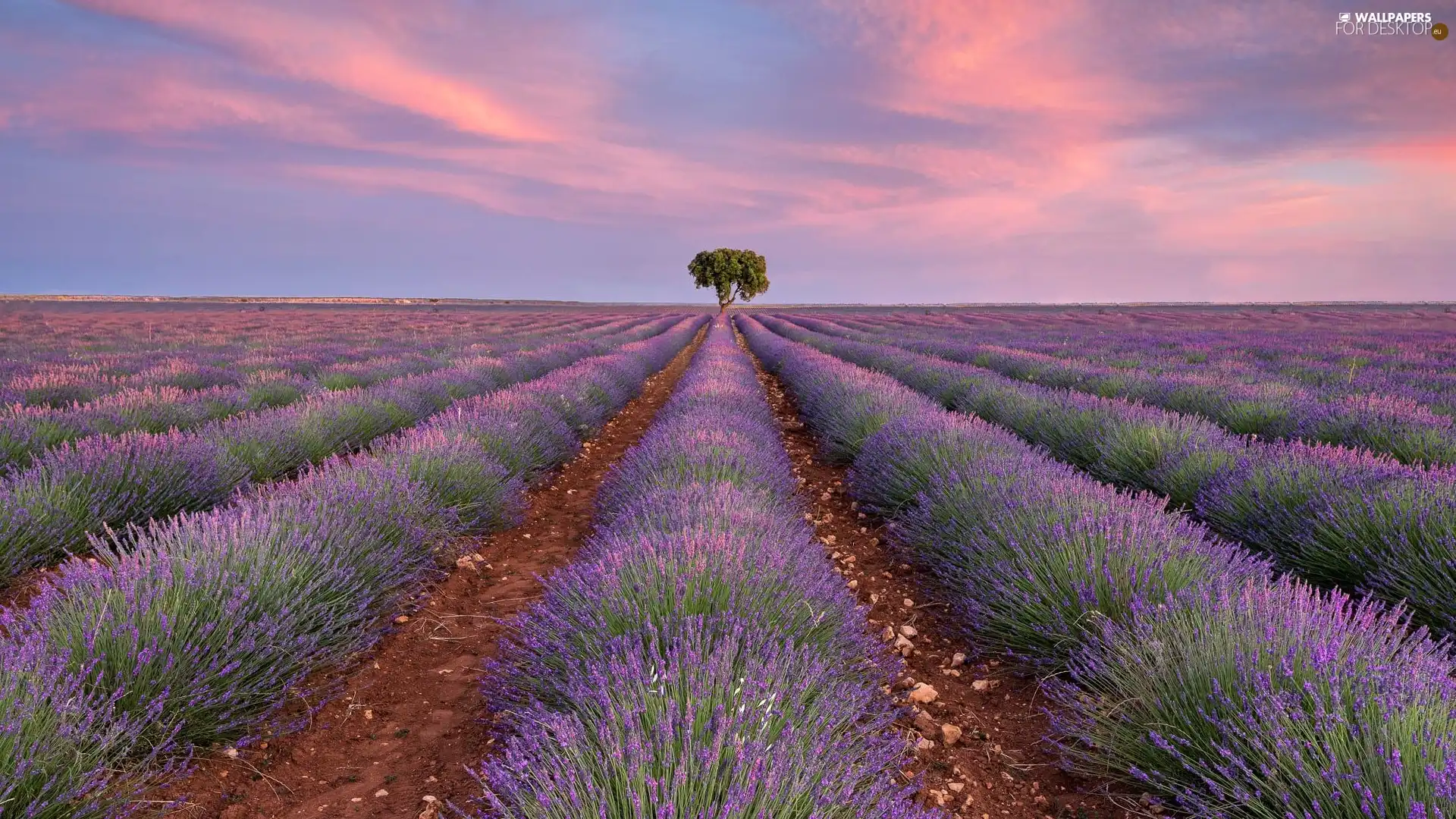 Pinkish, Sky, lavender, trees, Field