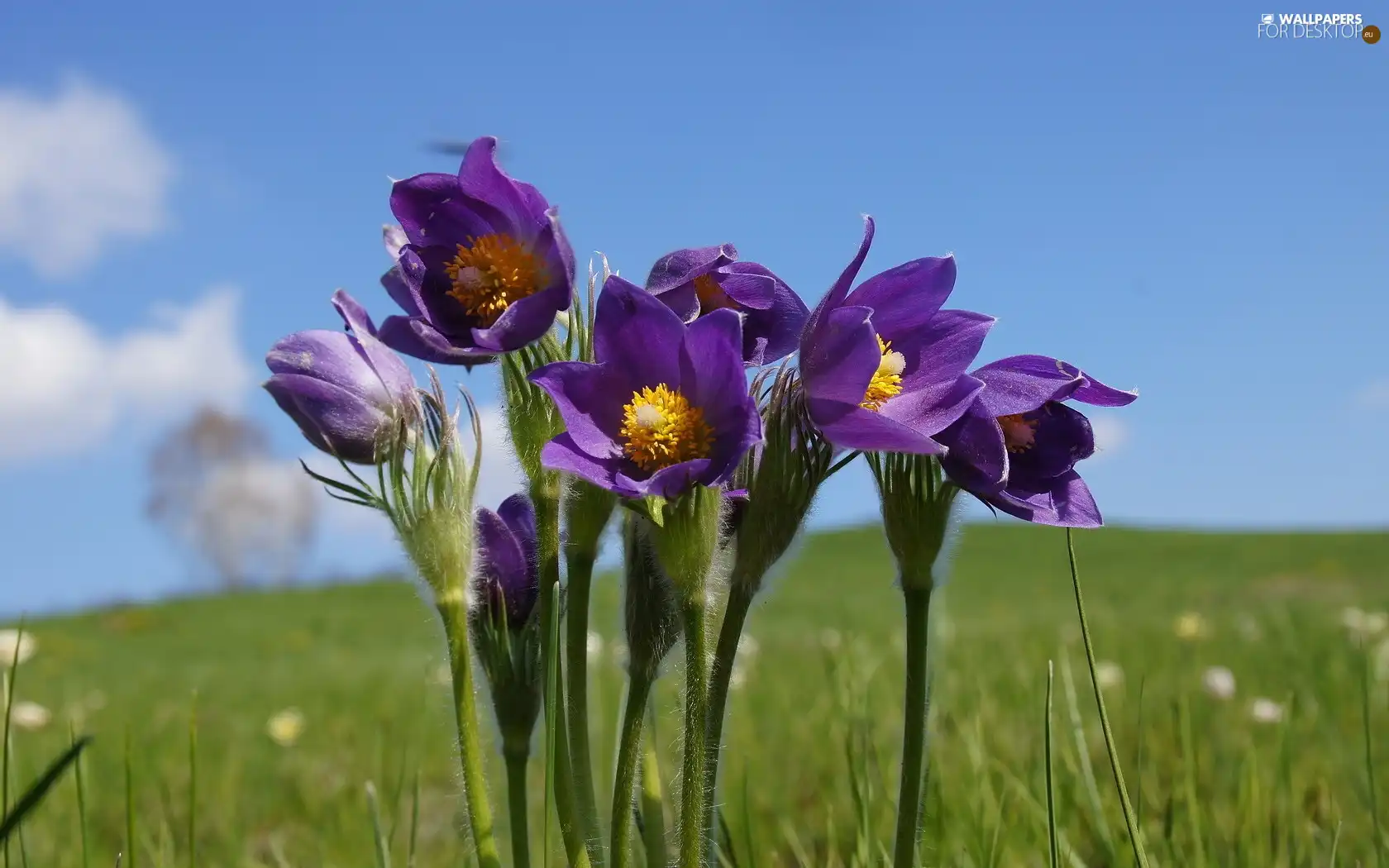 Sky, pasque, Meadow