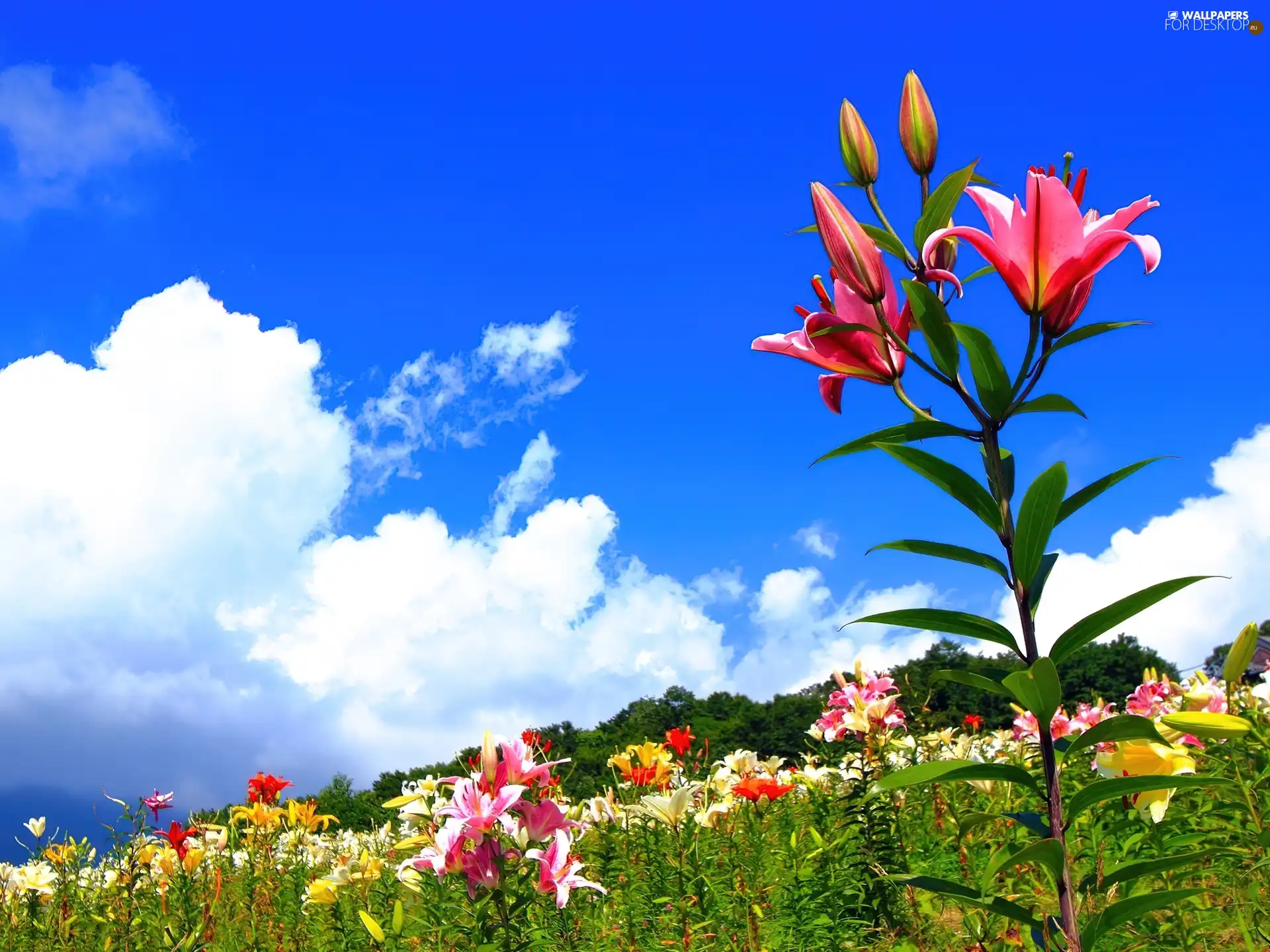 Sky, lilies, Meadow