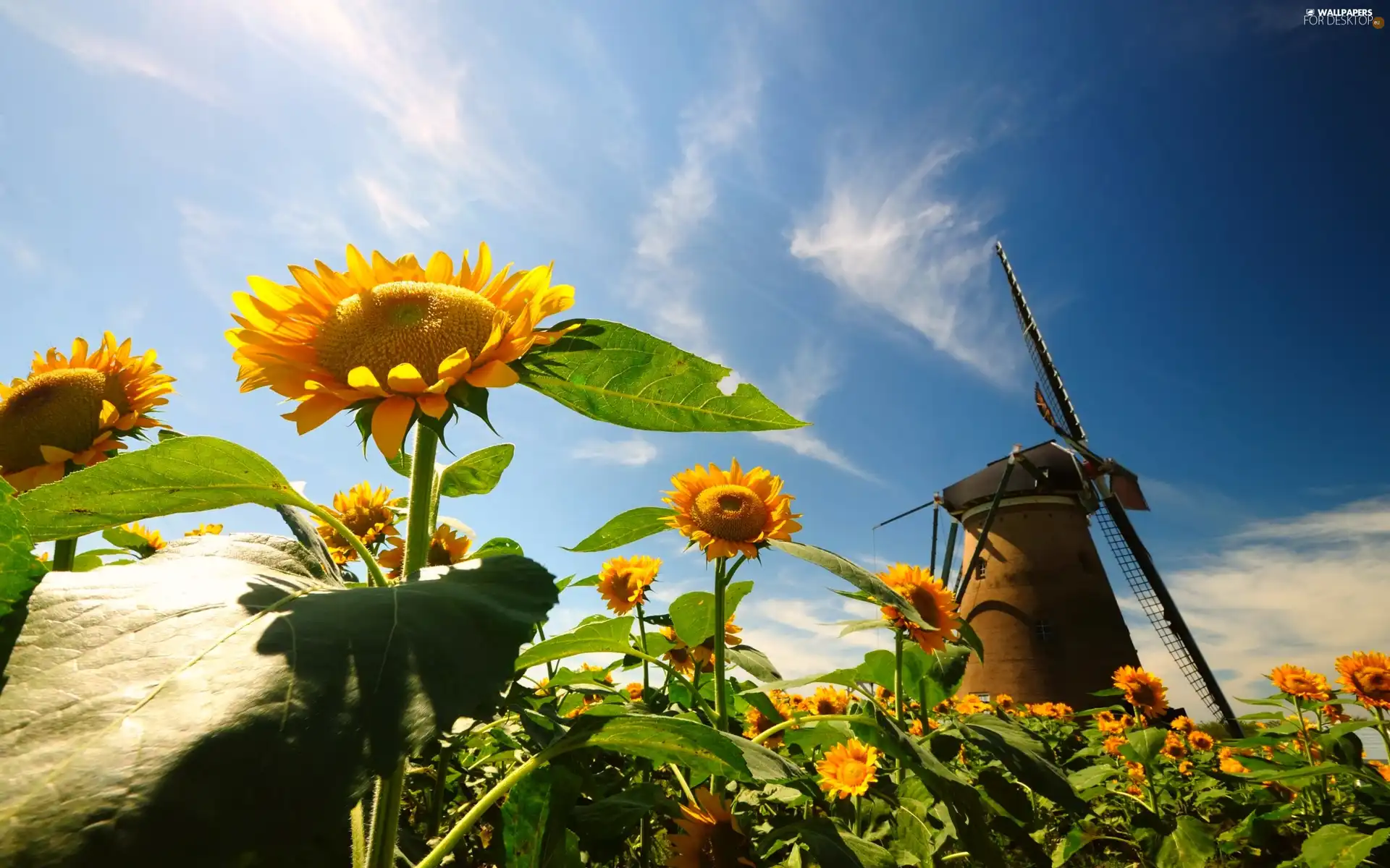 Windmill, Nice sunflowers, Sky