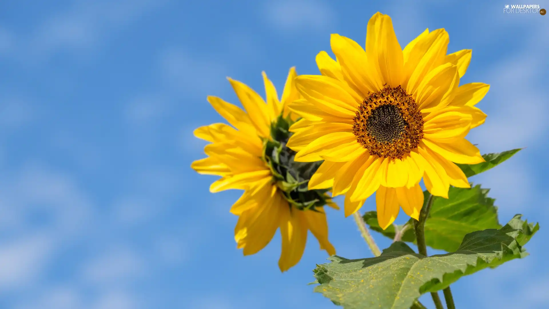 rapprochement, Nice sunflowers, Sky