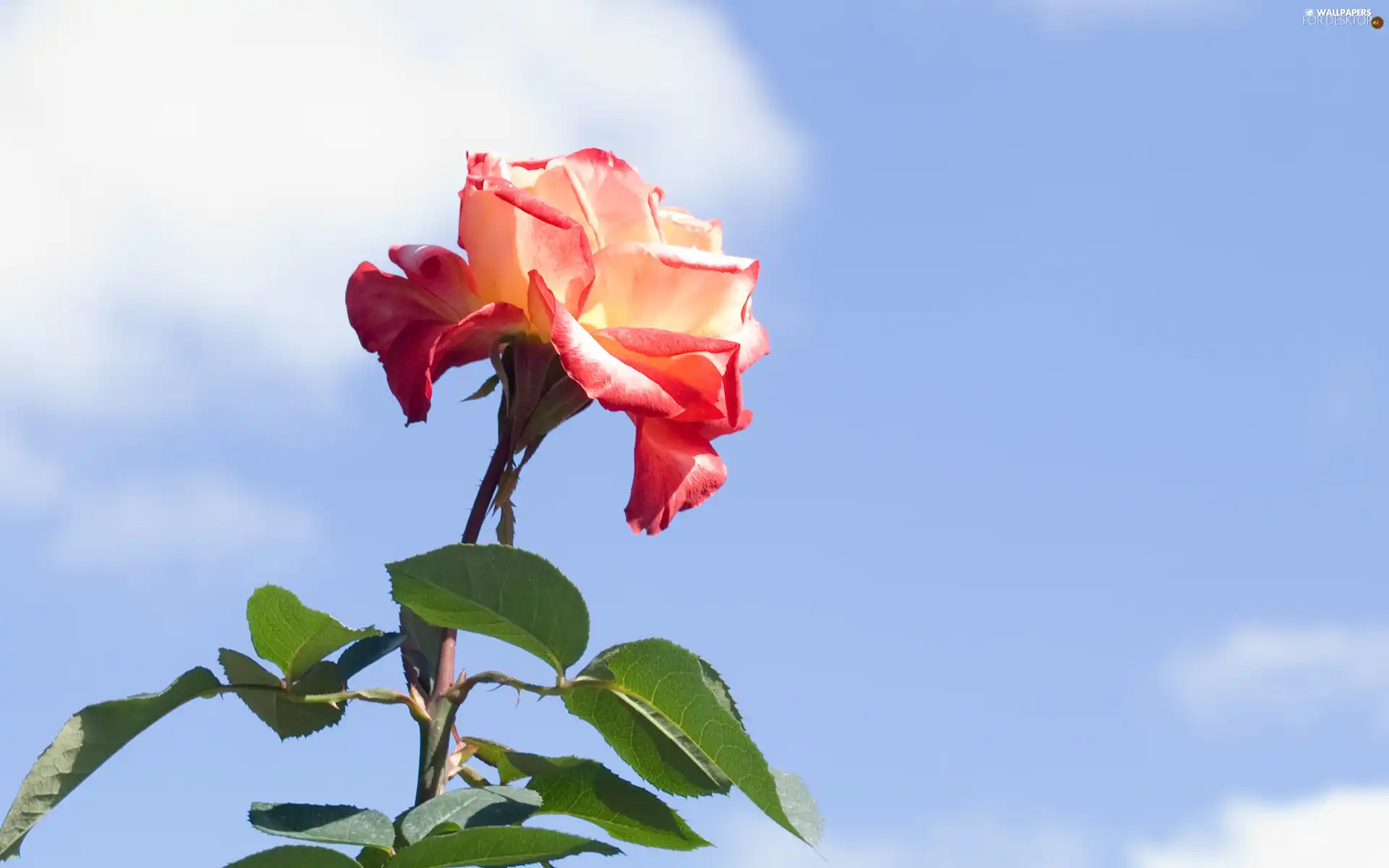 rose, Sky