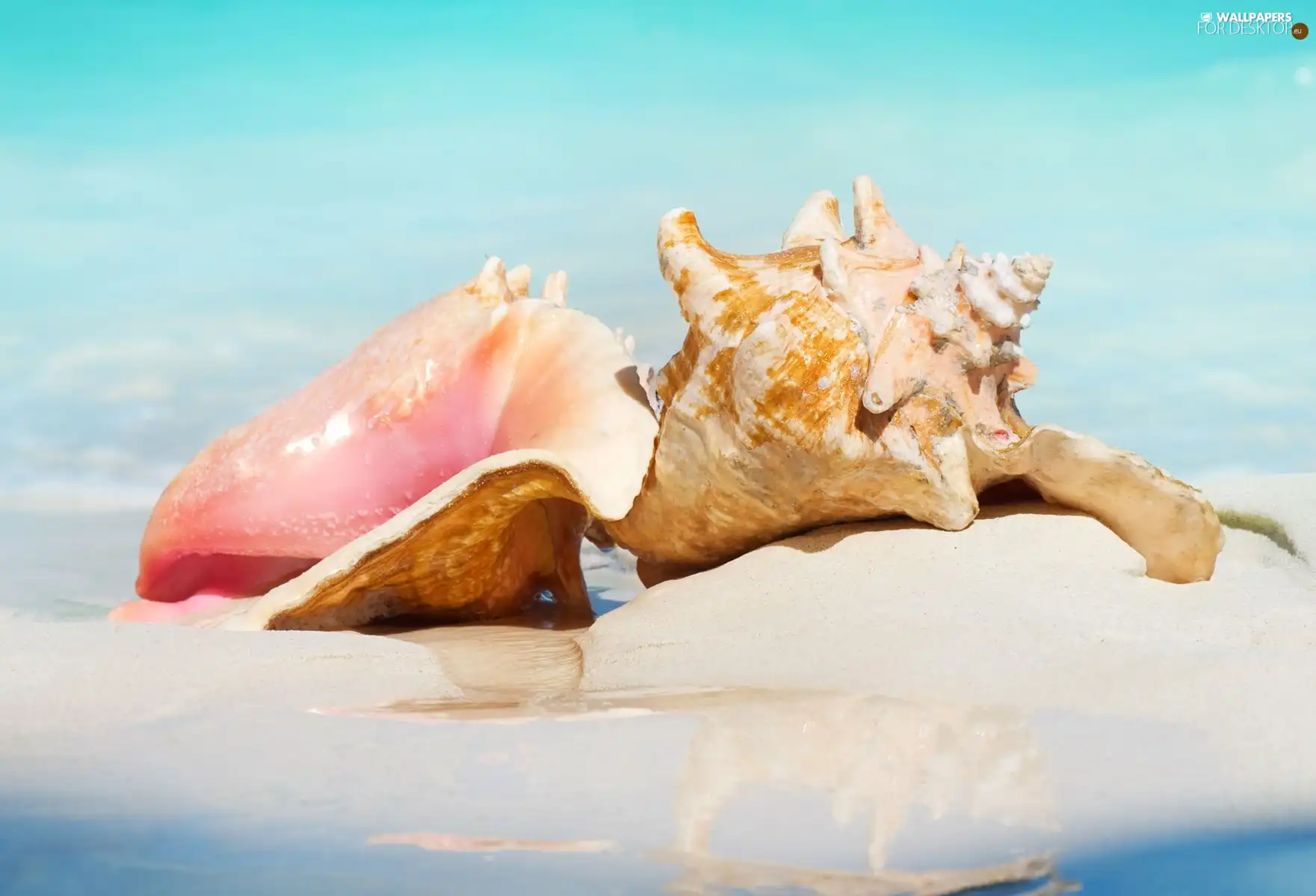 Sand, water, Sky, Shells