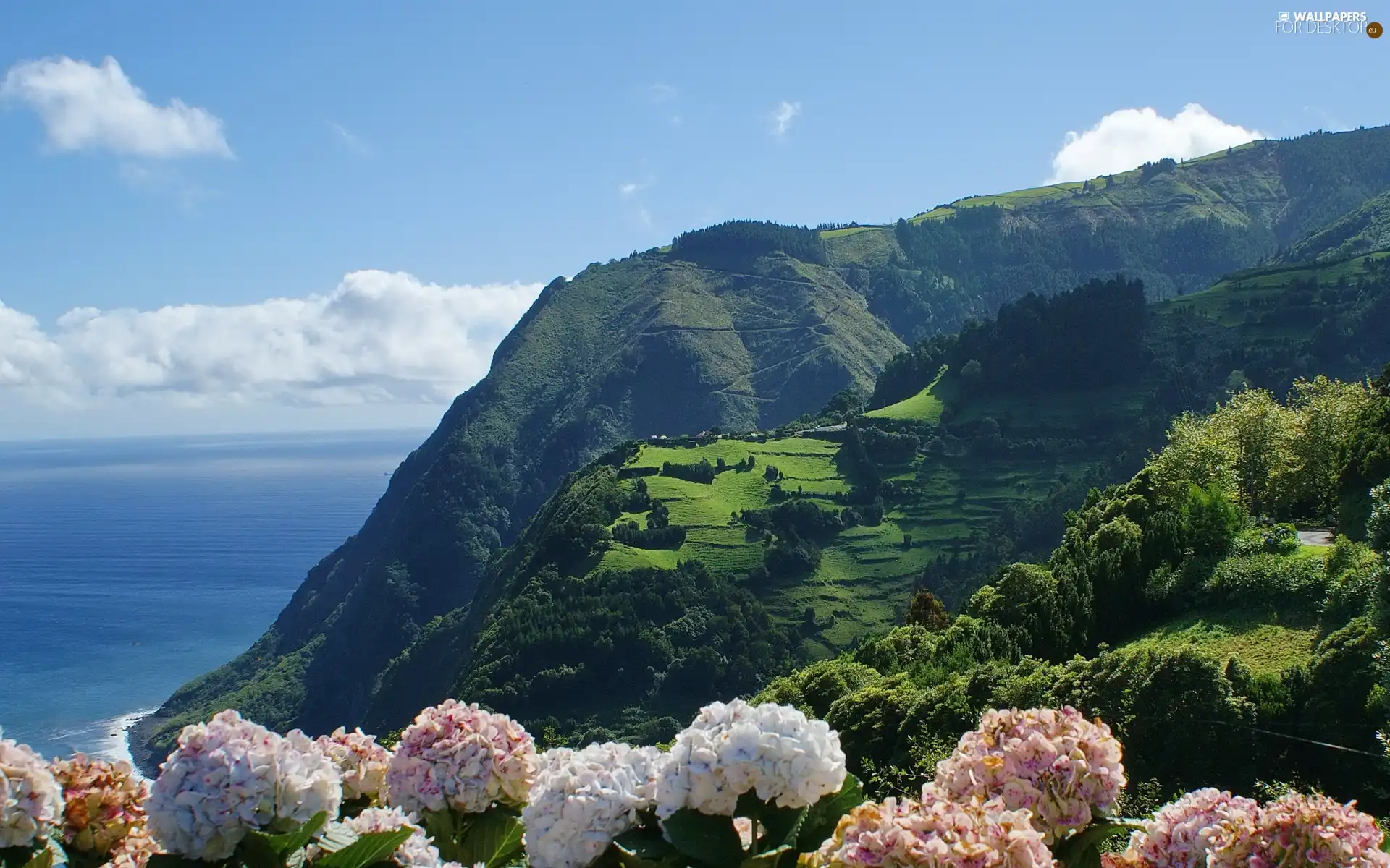 Flowers, sea, Sky, The Hills