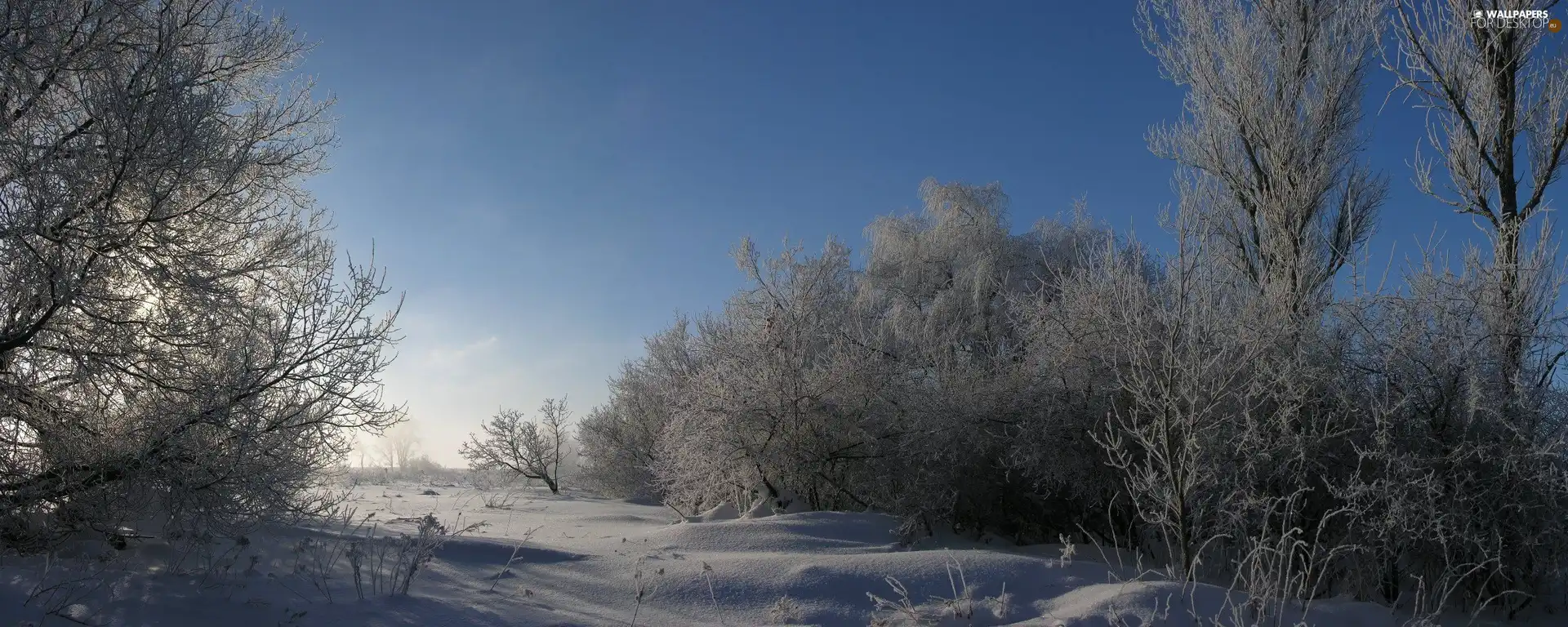 Trees, snow, Sky, Bush