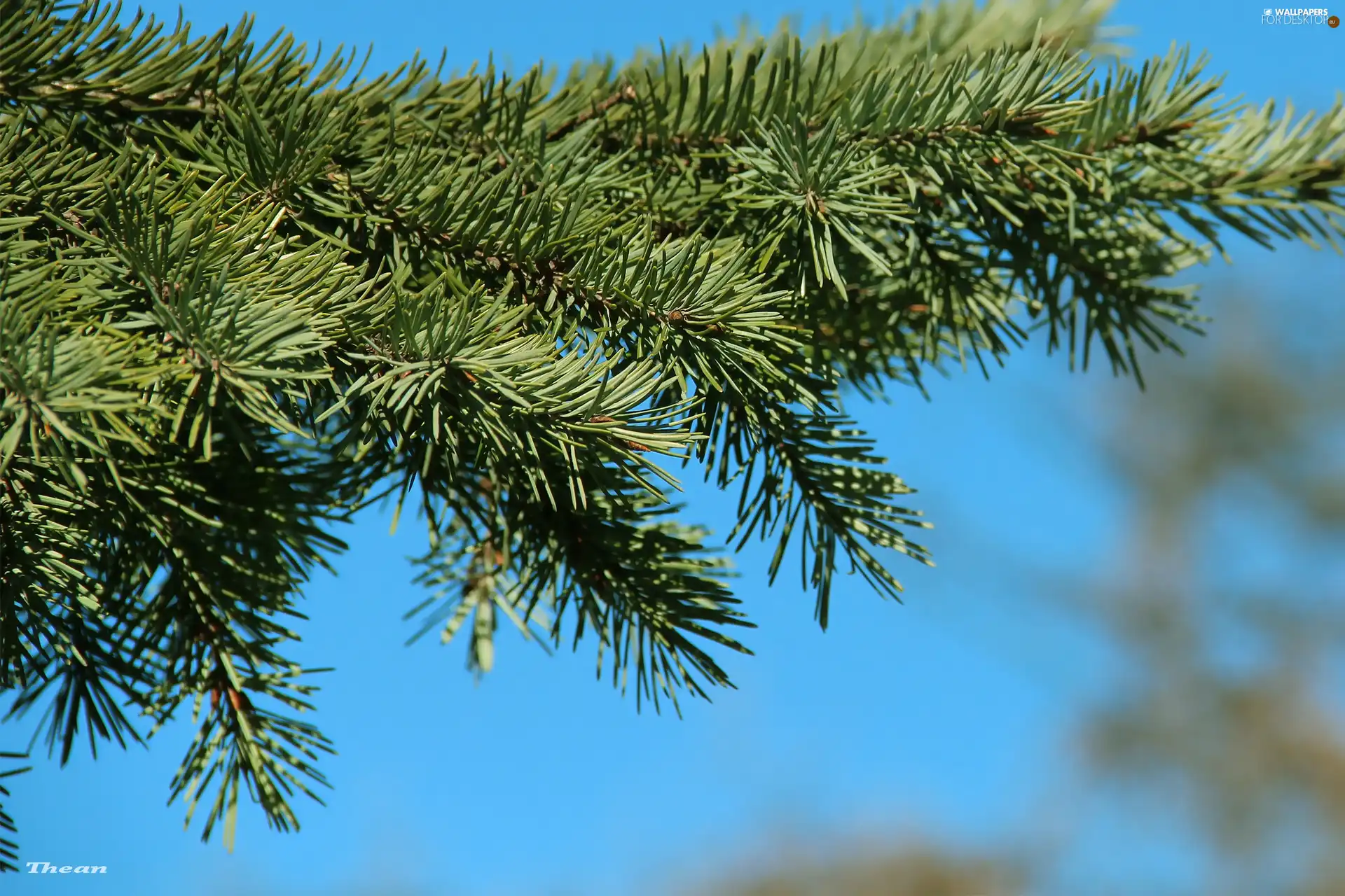 twig, blue, Sky, spruce