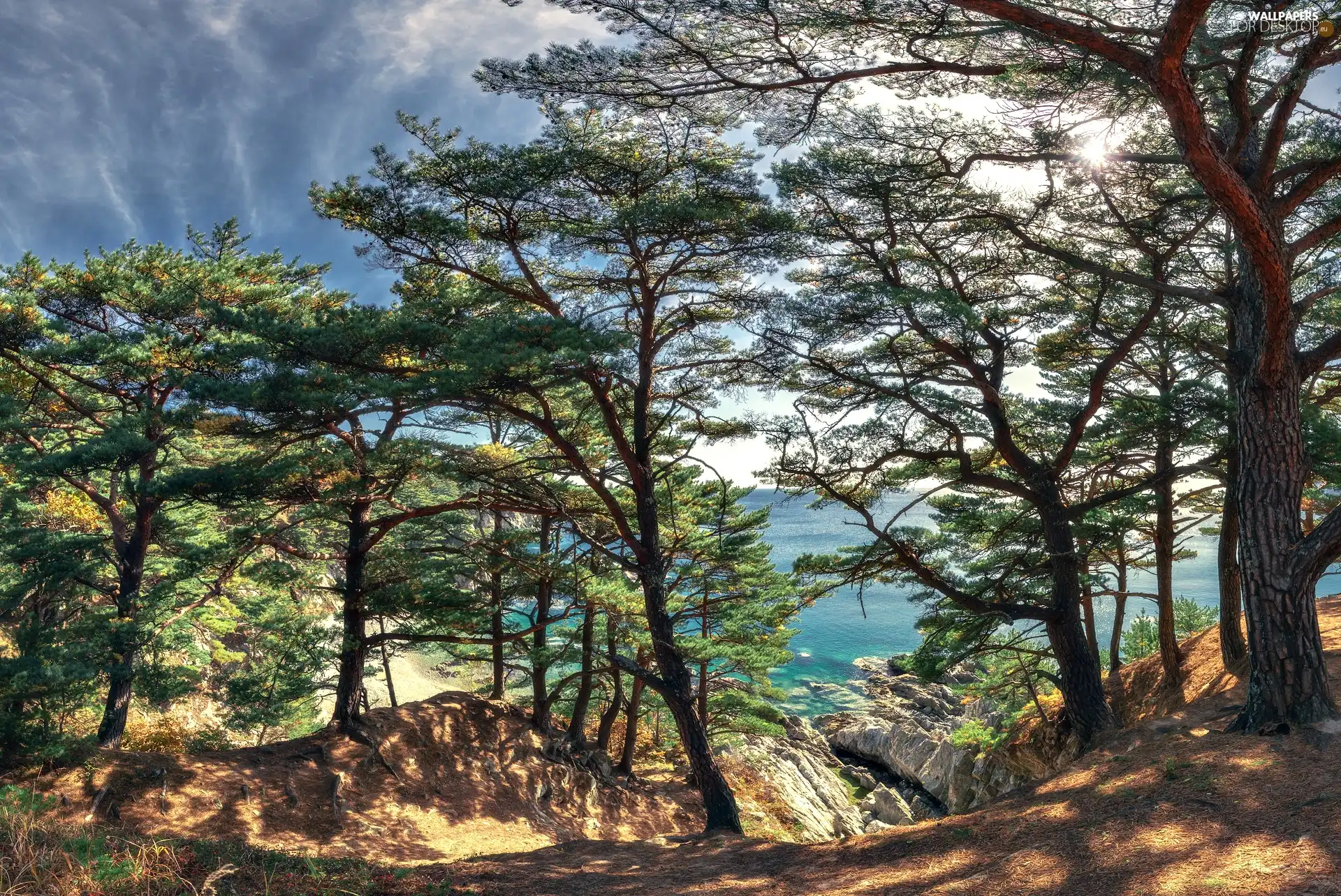 sun, trees, sea, Sky, Coast, viewes
