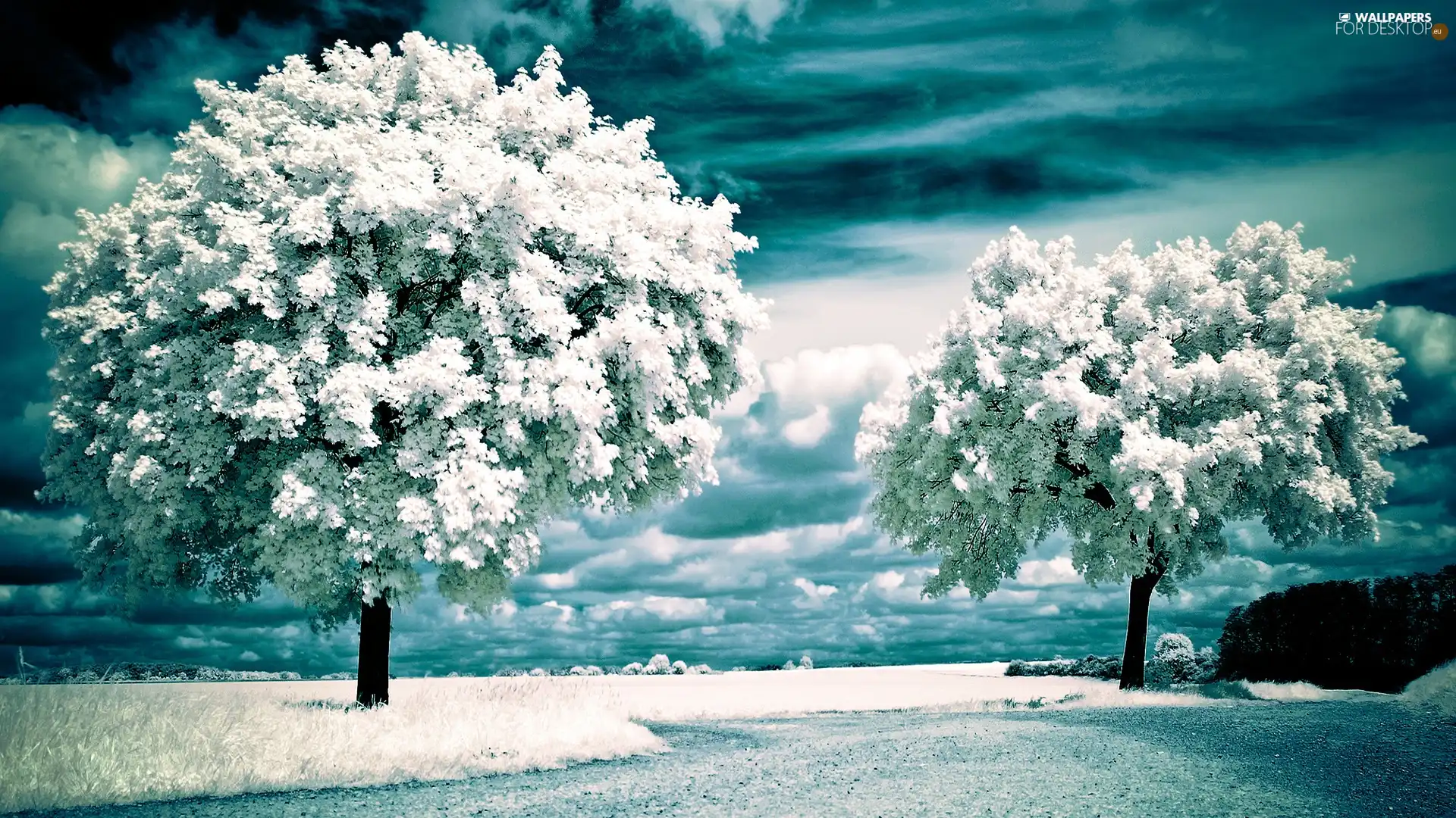 White, viewes, Sky, trees