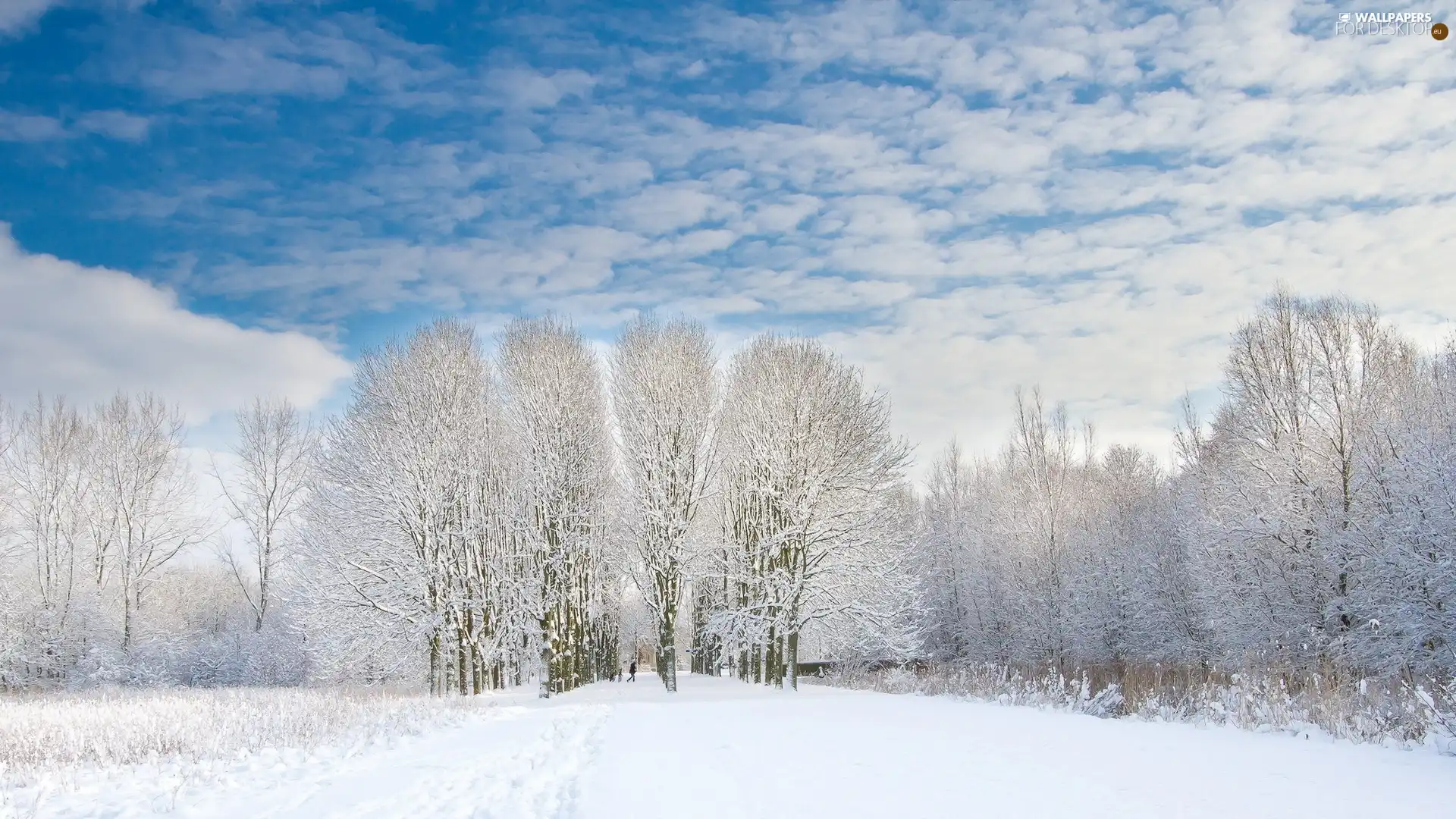 Sky, winter, viewes, snow, trees