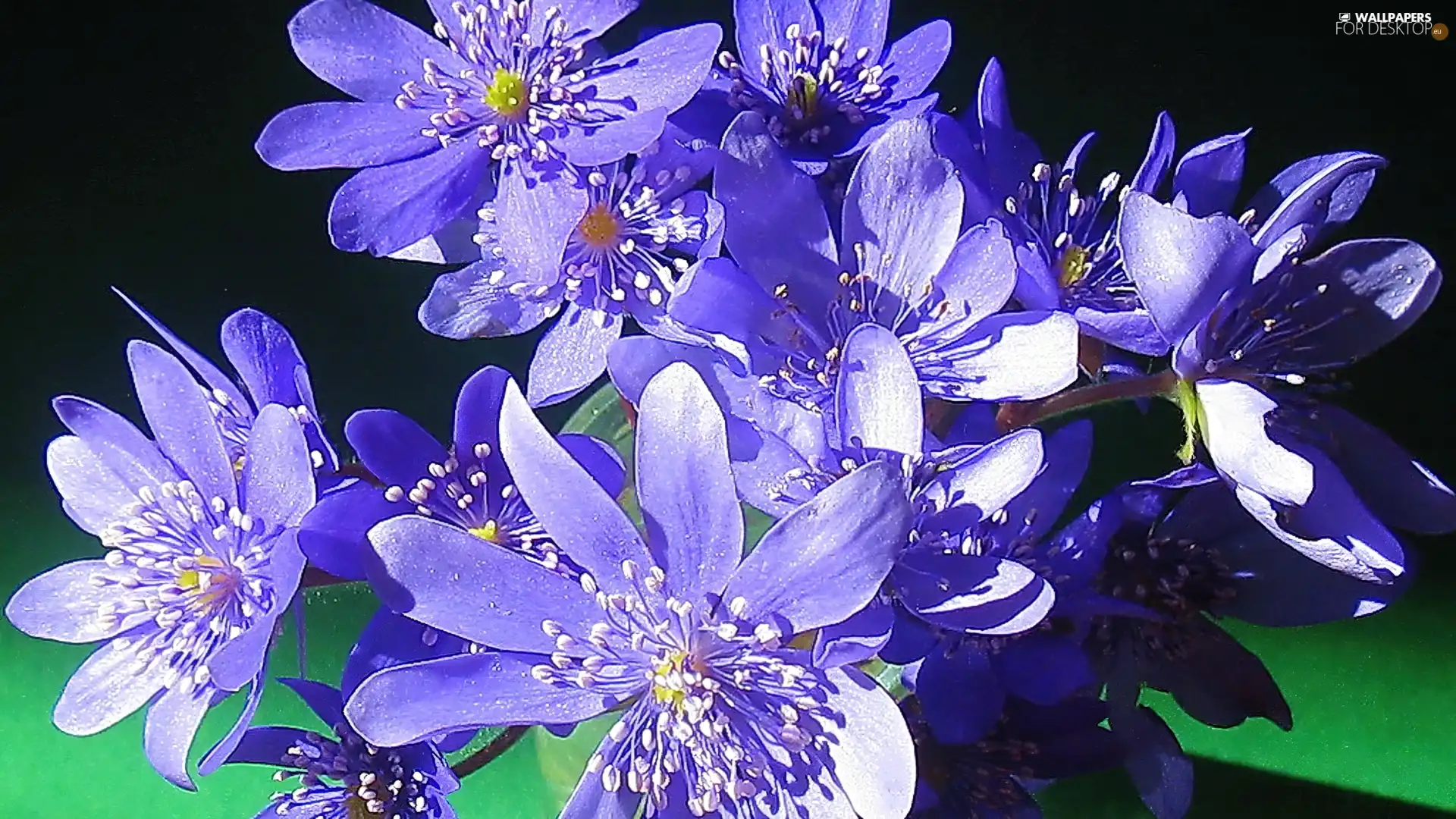 small bunch, hepatica