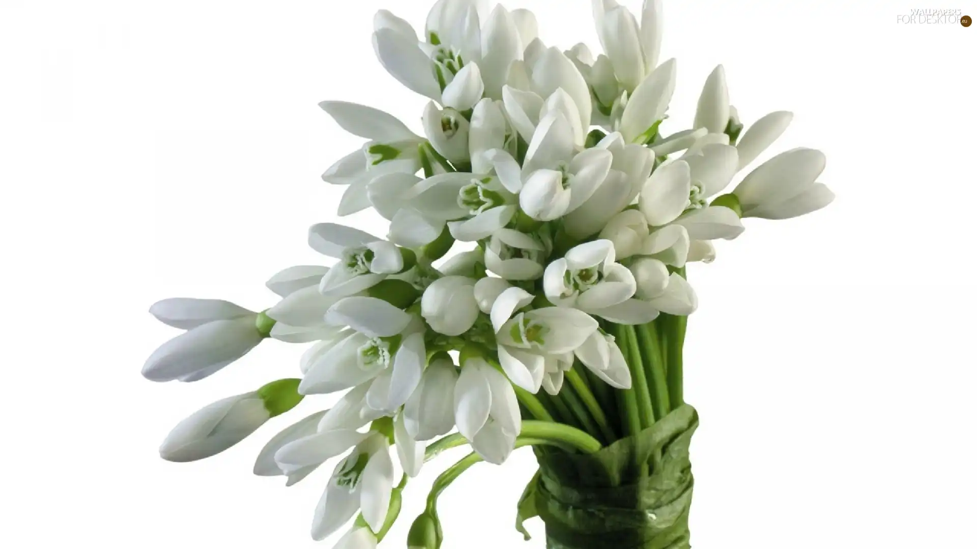 small bunch, snowdrops