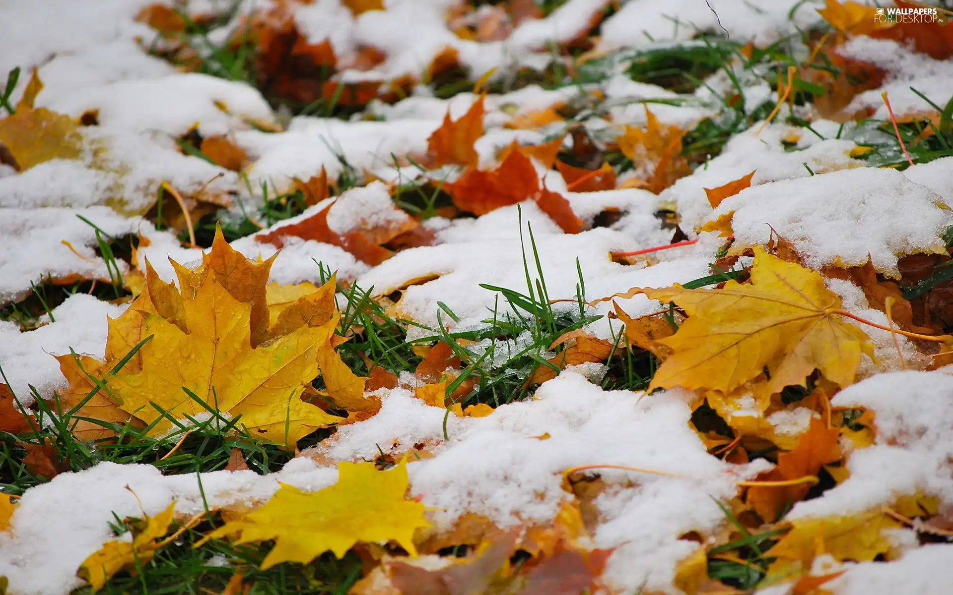 snow, autumn, maple, grass, Leaf