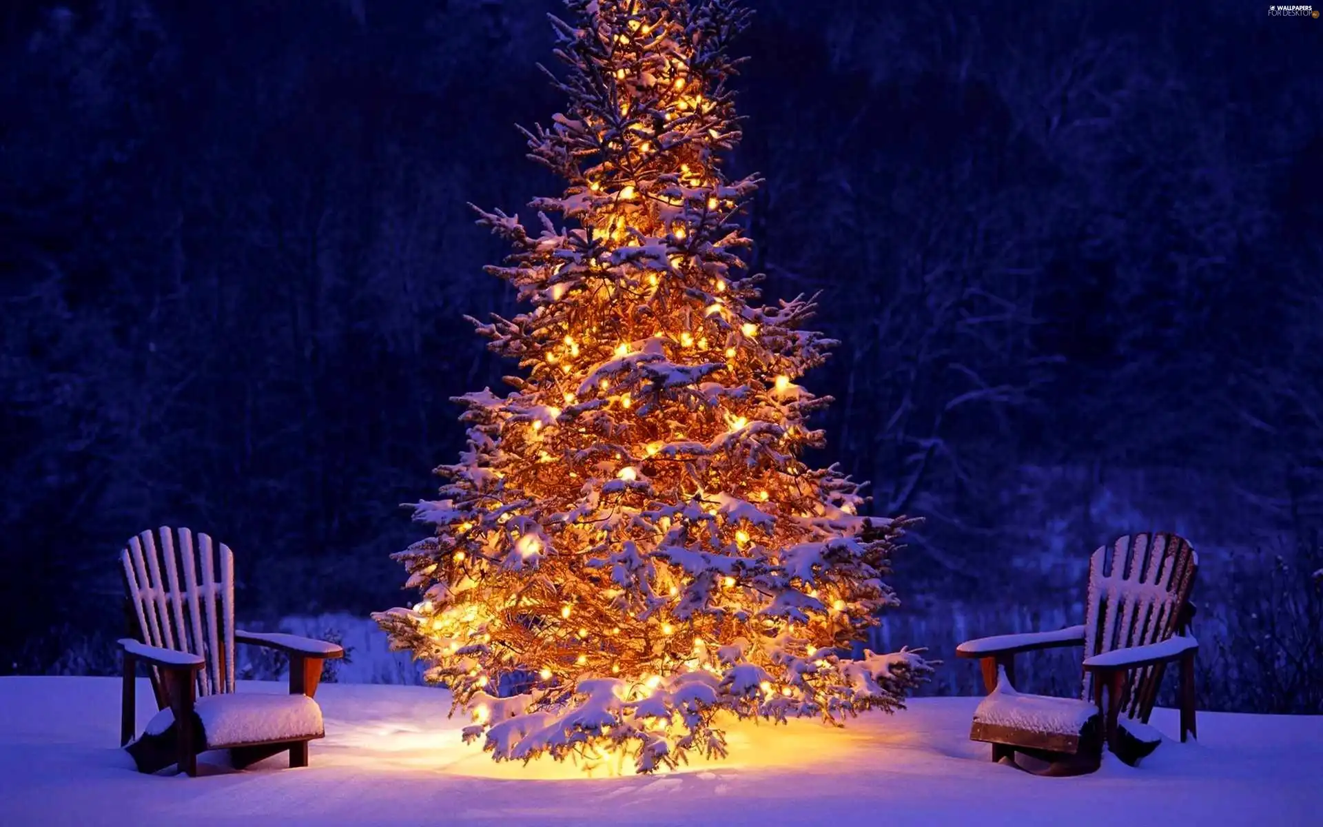 snow, winter, christmas tree, seats, illuminated