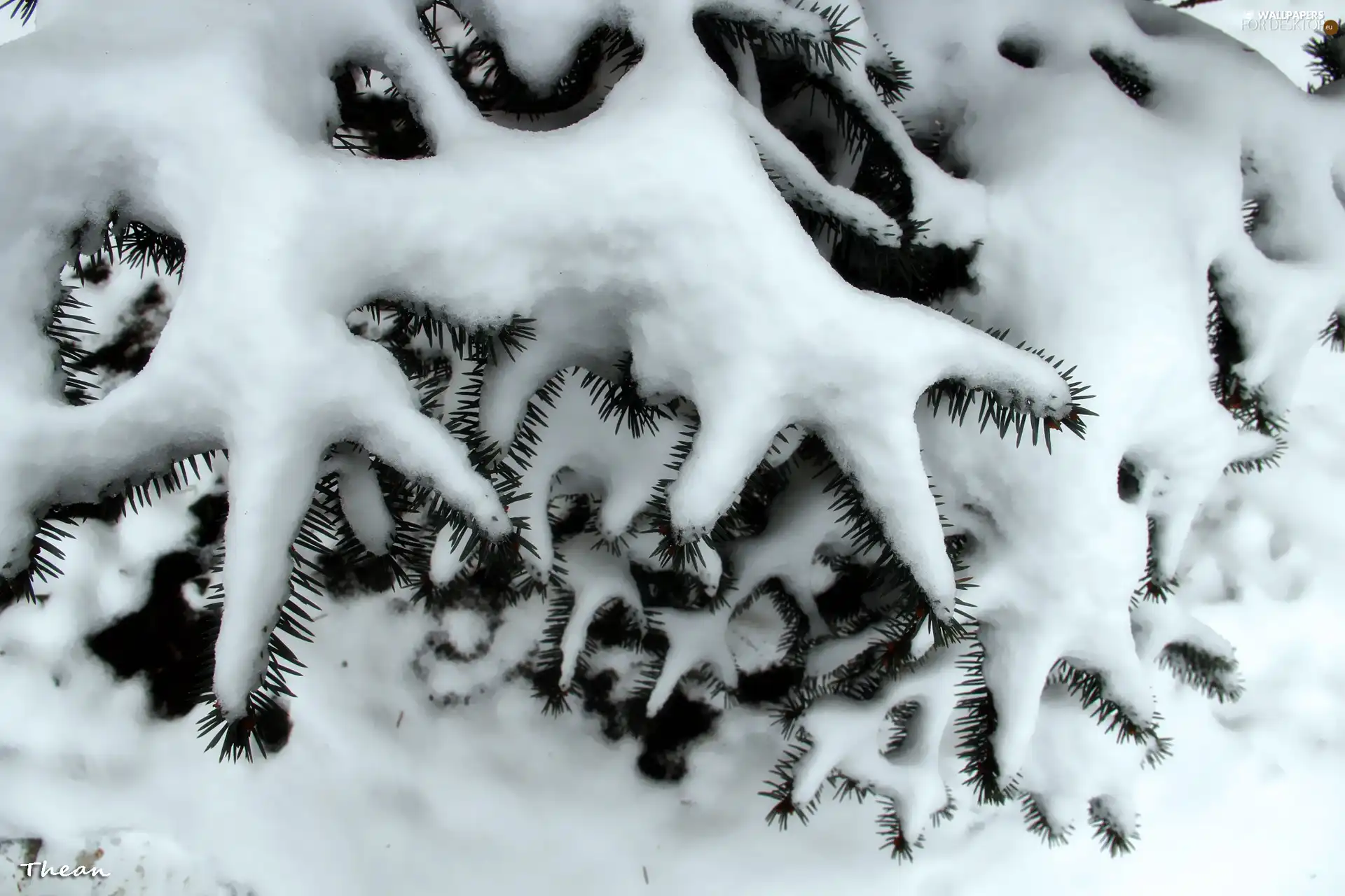 A snow-covered, winter, snow, fir