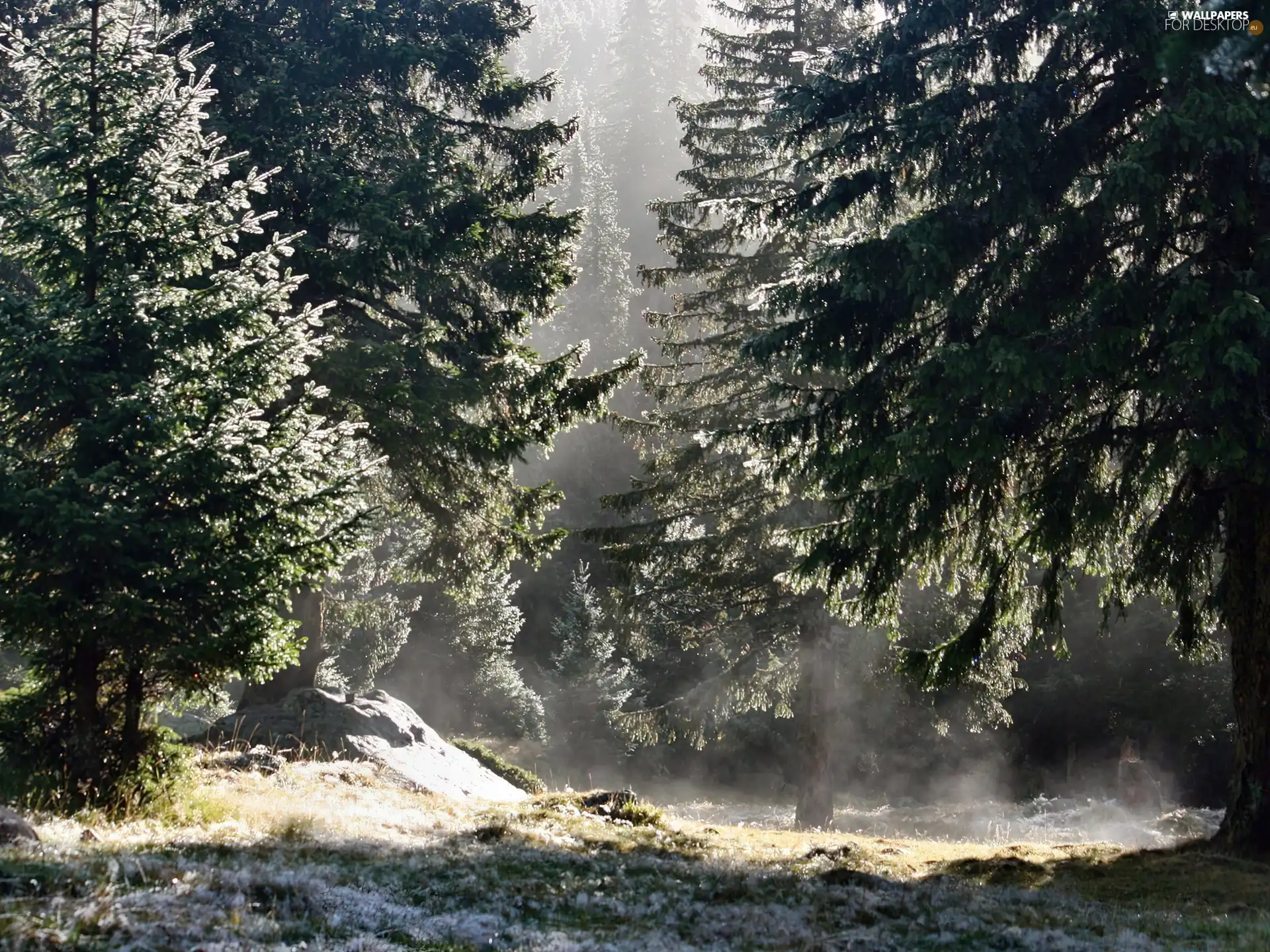 forest, first, snow, morning