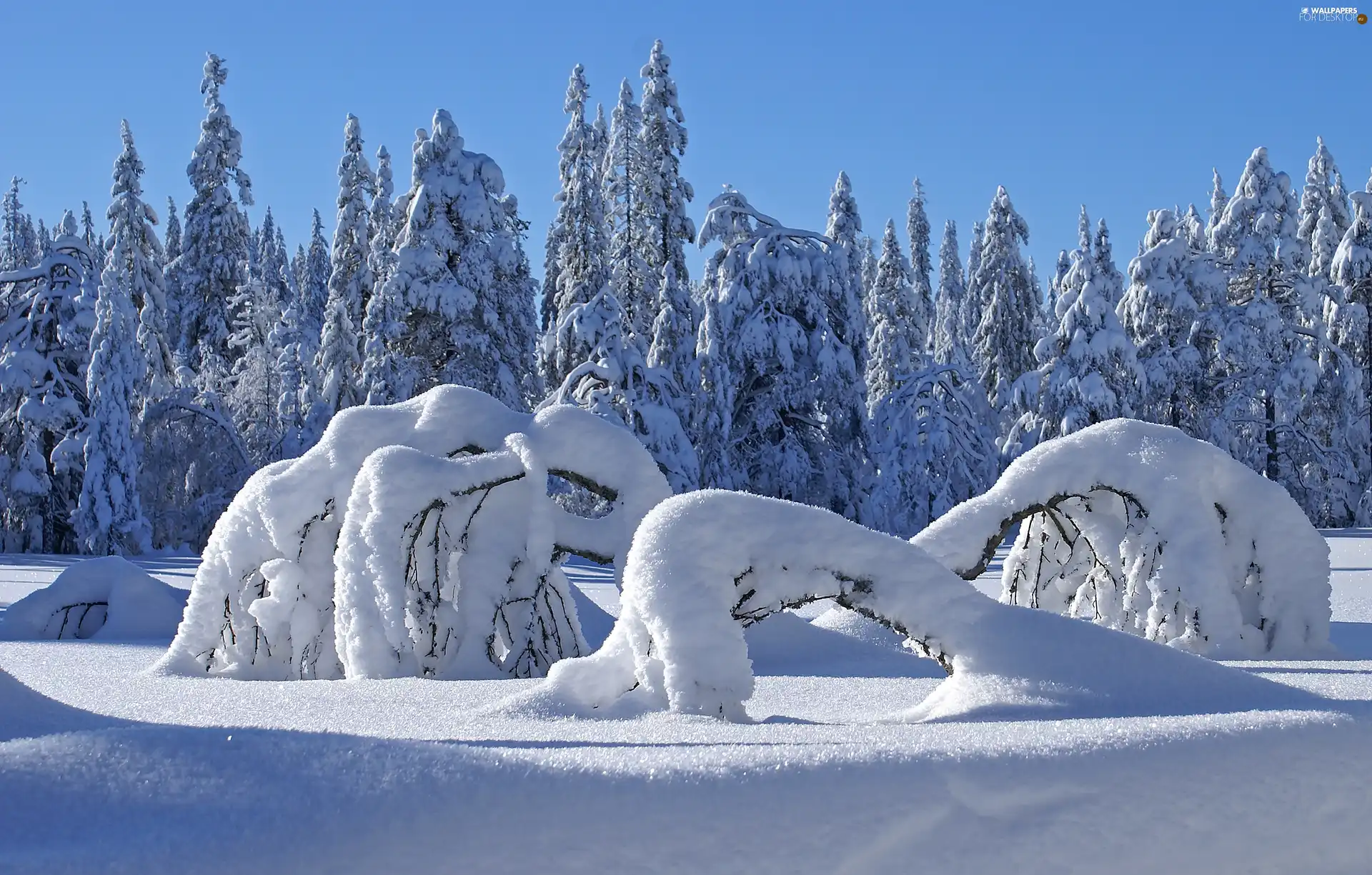 forest, viewes, snow, trees