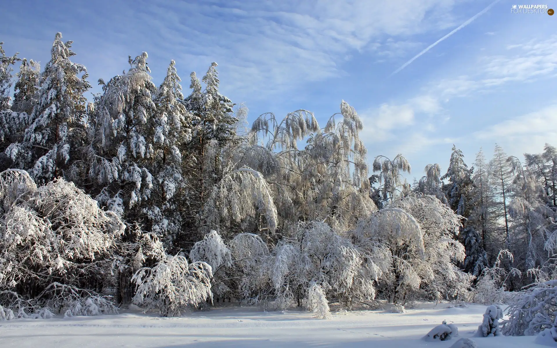 snow, winter, forest