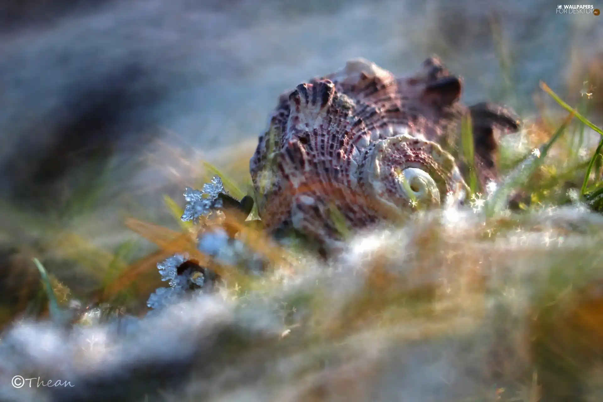 snow, shell, grass