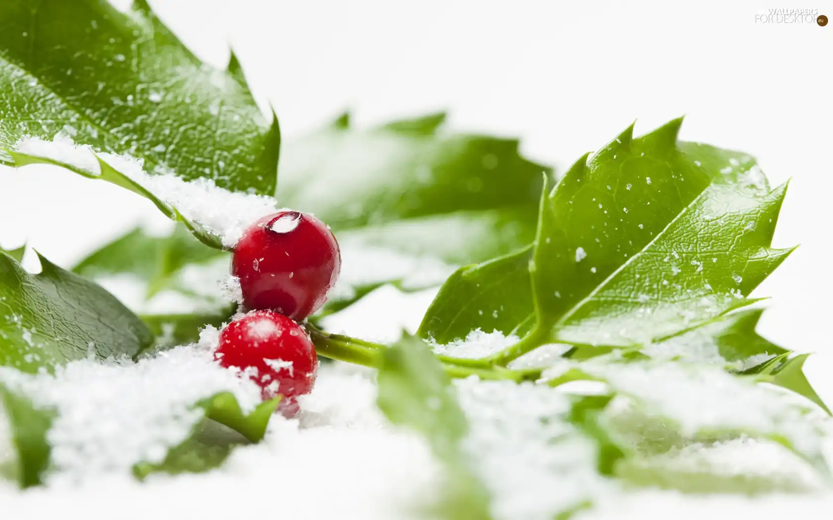 snow, blueberries, holly