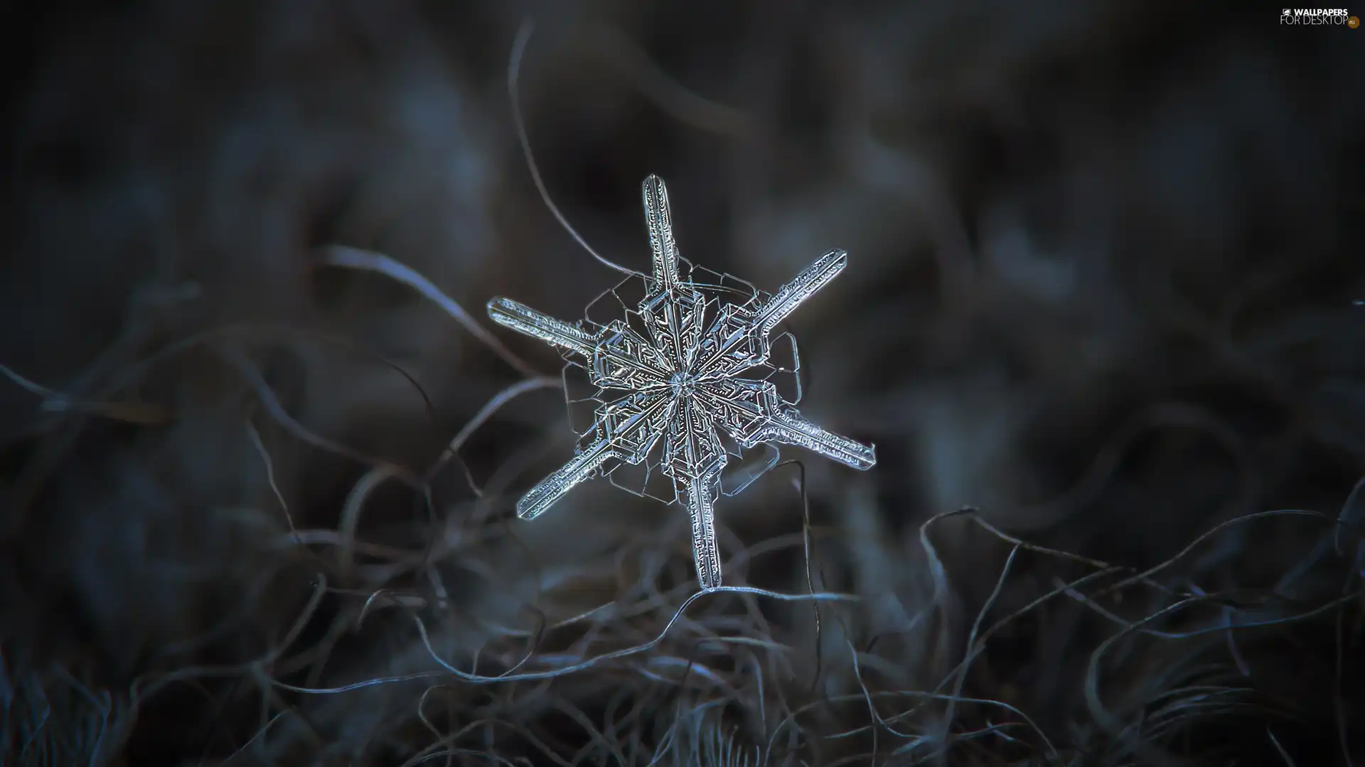 snow, Close, petal
