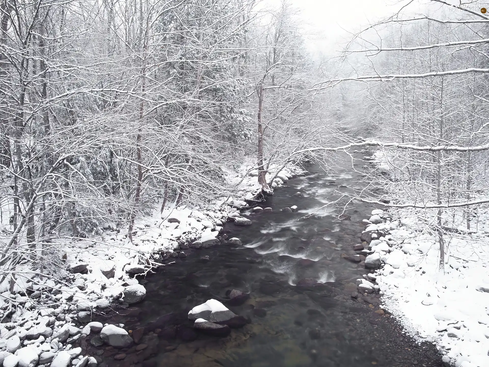 River, forest, snow, Stones