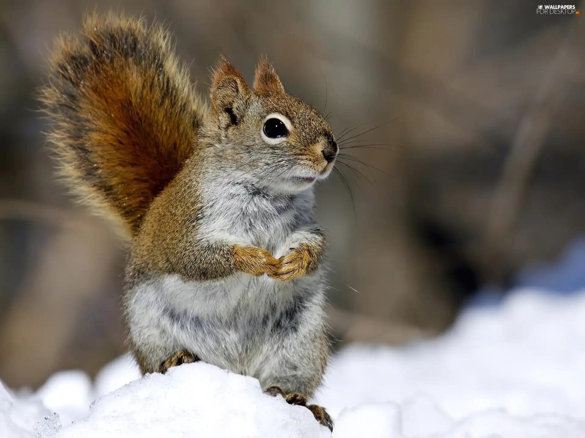 squirrel, snow