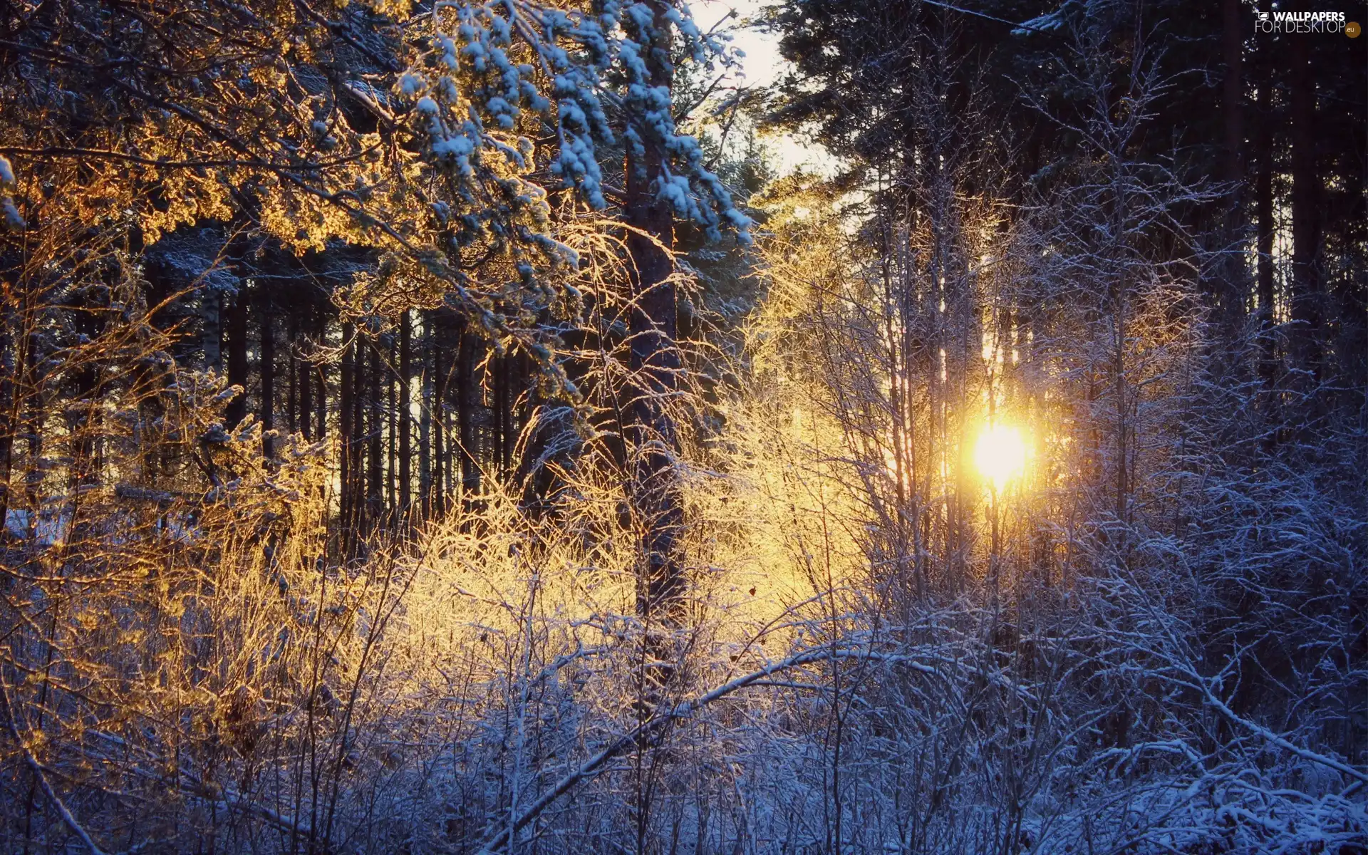 rays of the Sun, forest, snow