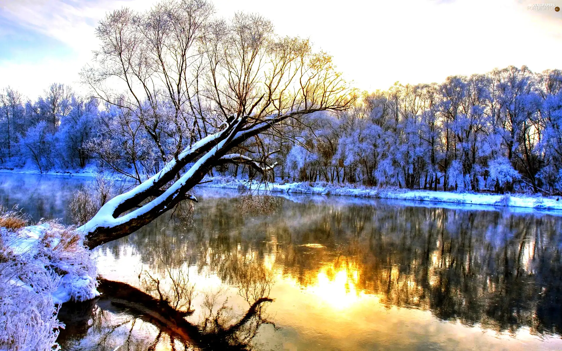 trees, lake, snow, viewes