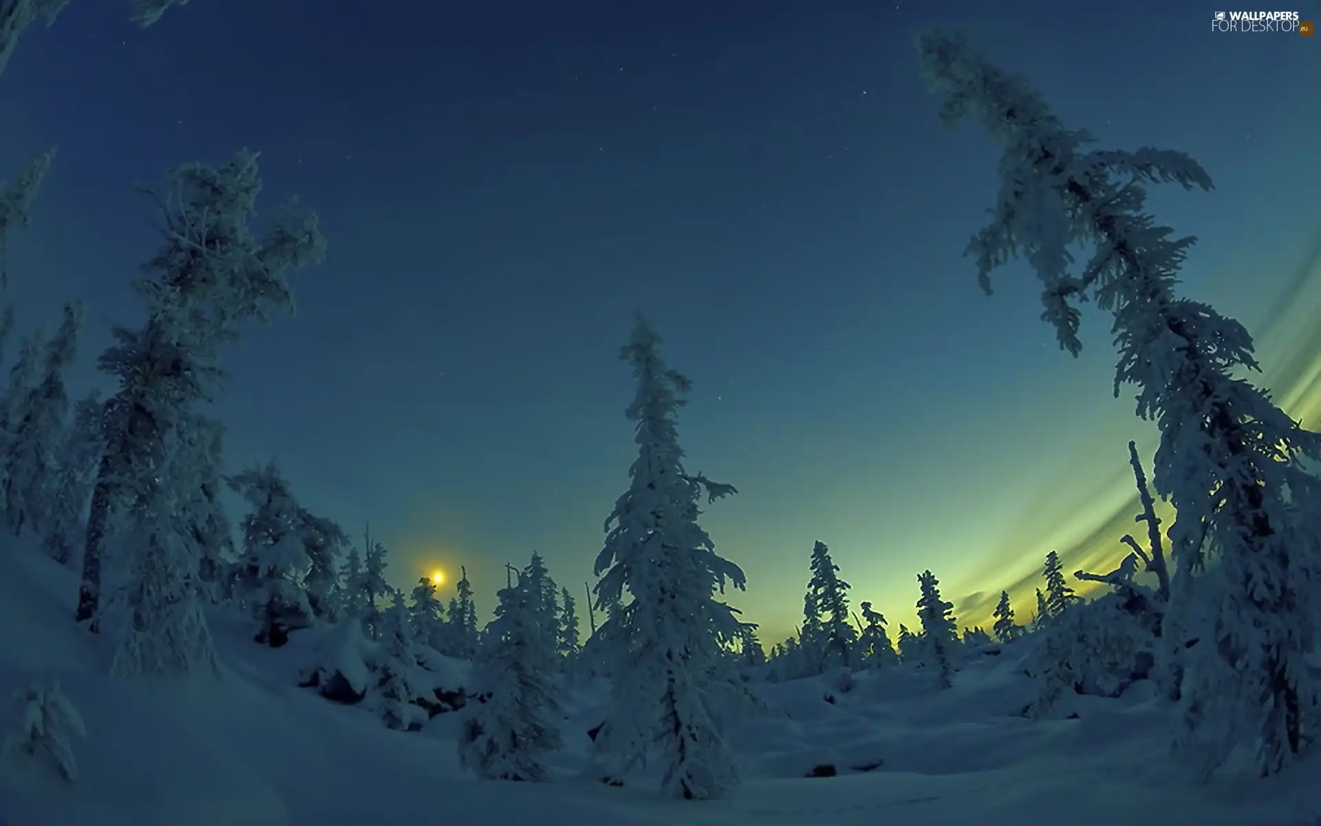 twilight, viewes, snow, trees