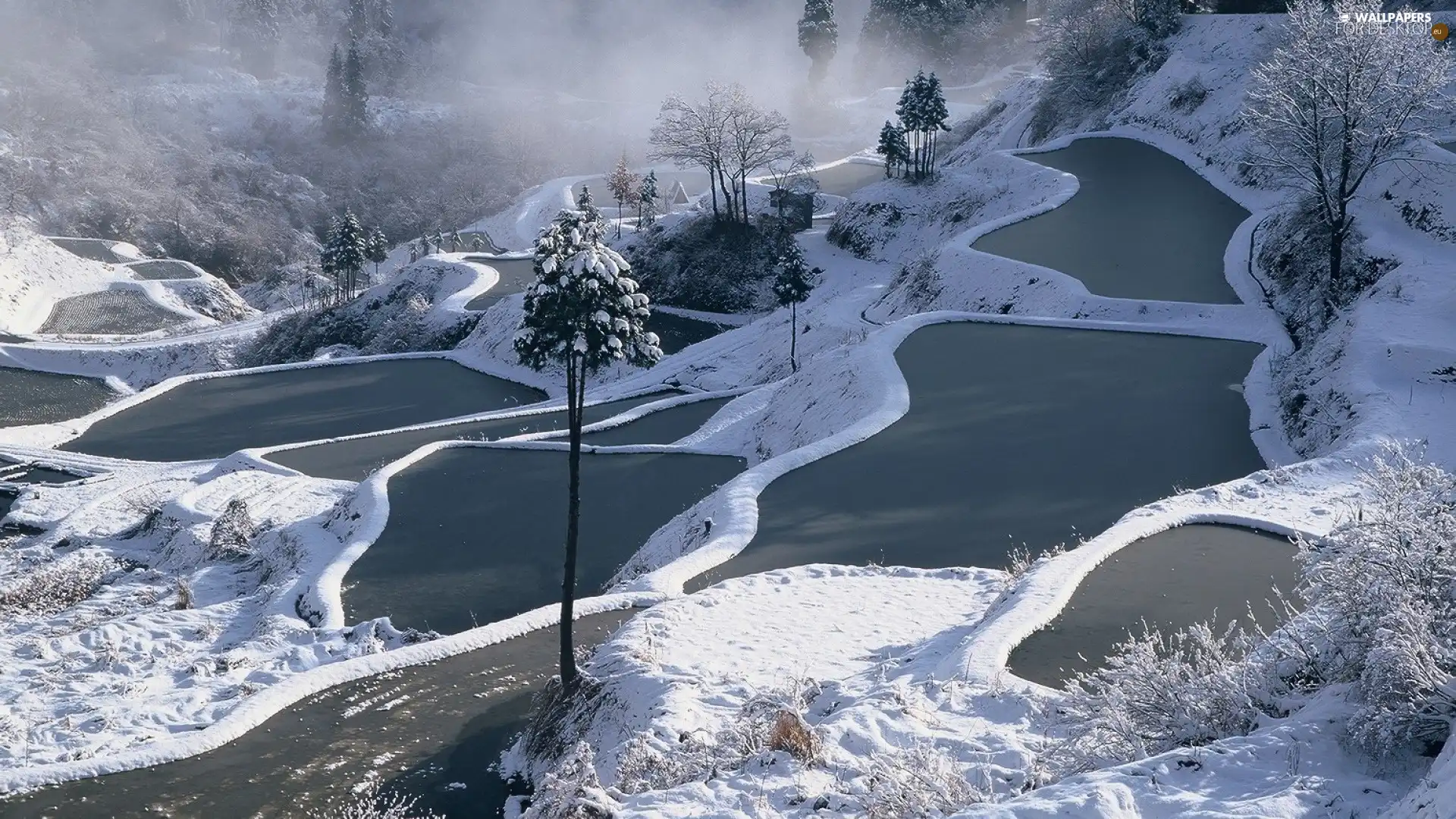 snow, winter, trees, viewes, forest