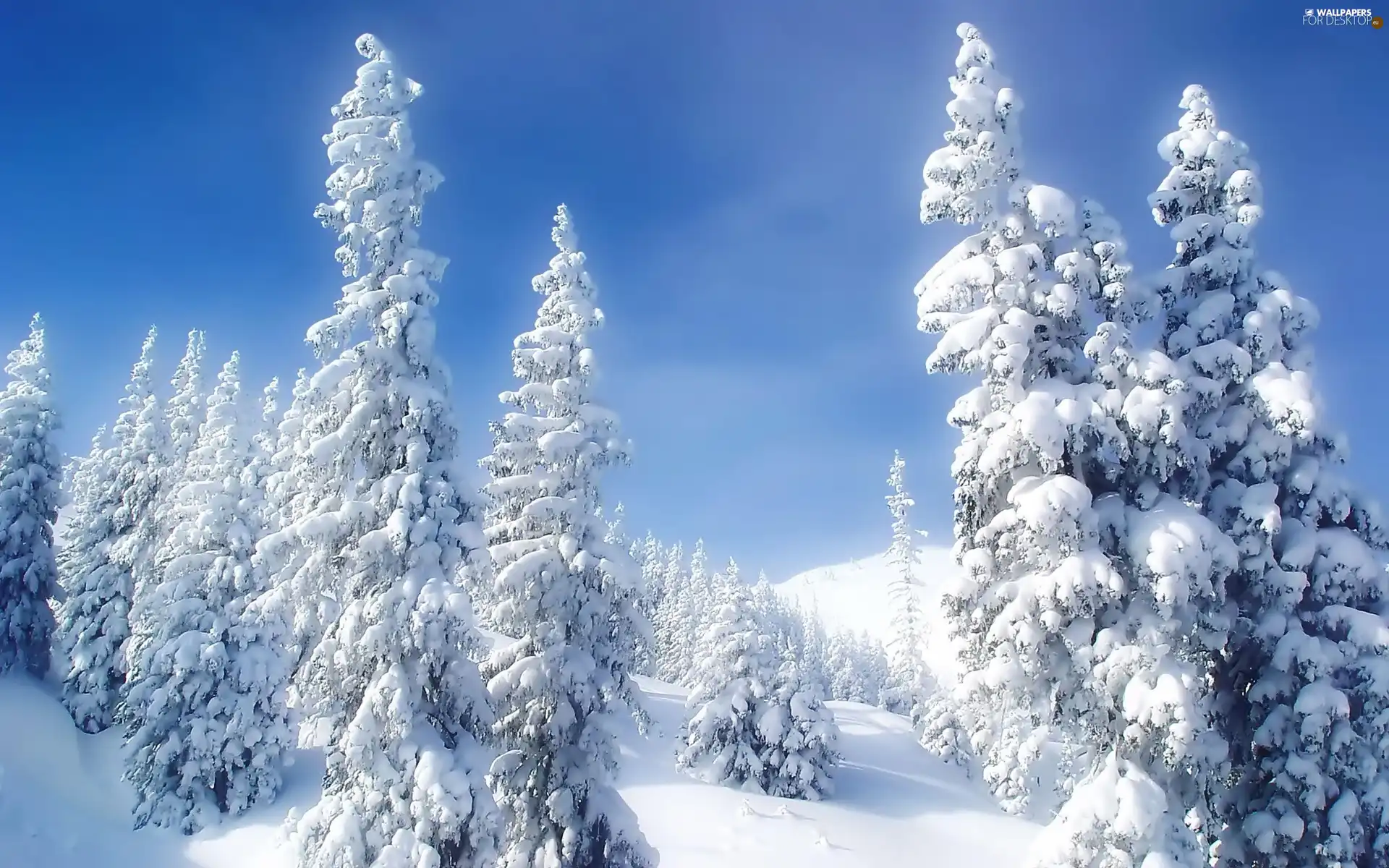 snow, forest, winter