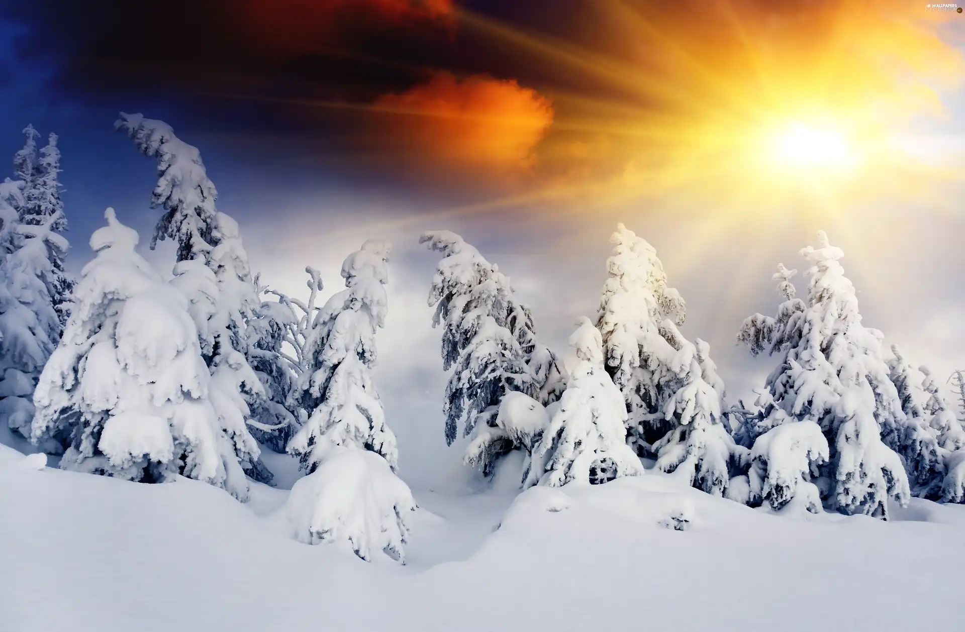 snow, winter, sun, Spruces, rays