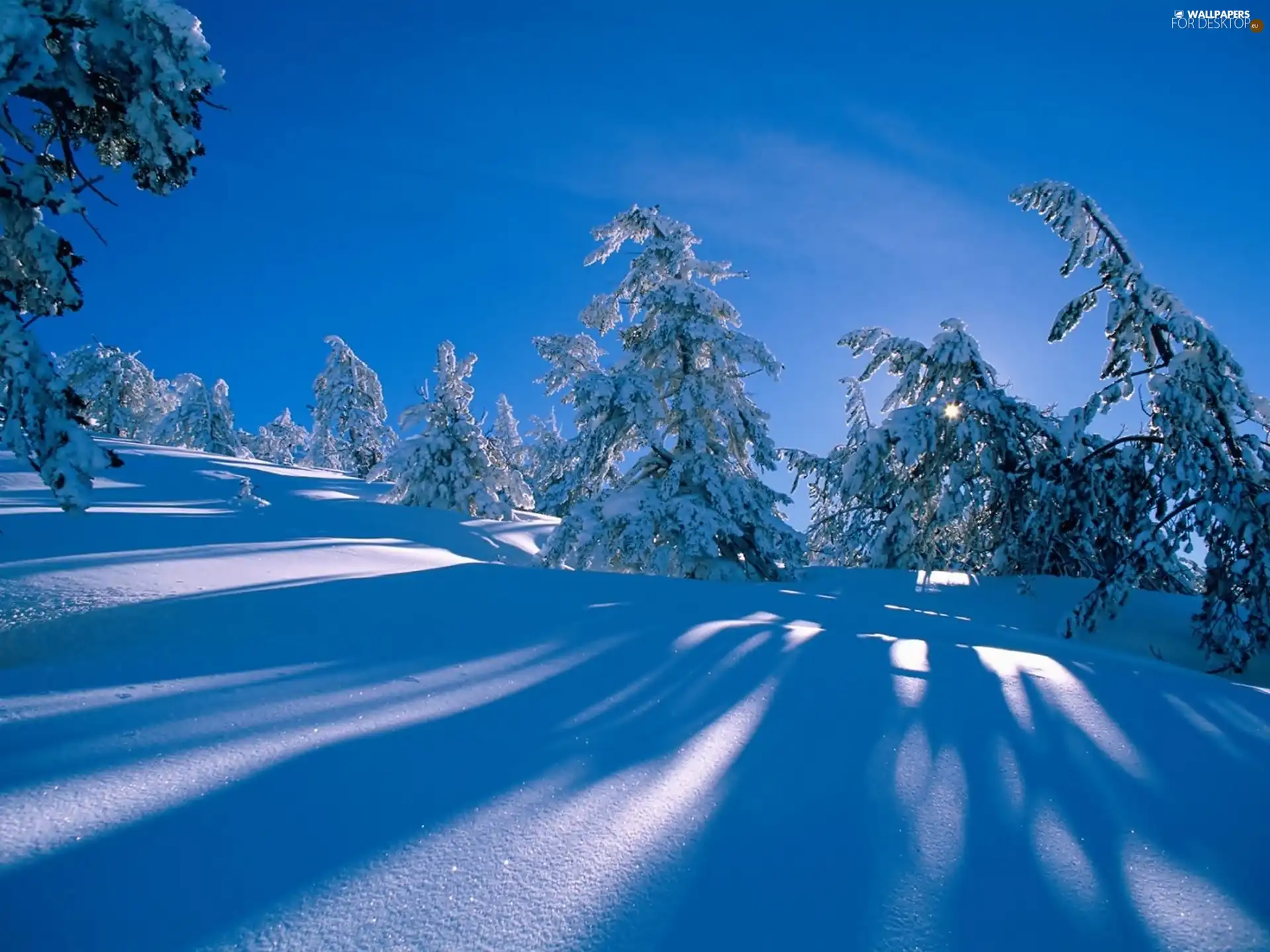 winter, Spruces, snow, forest