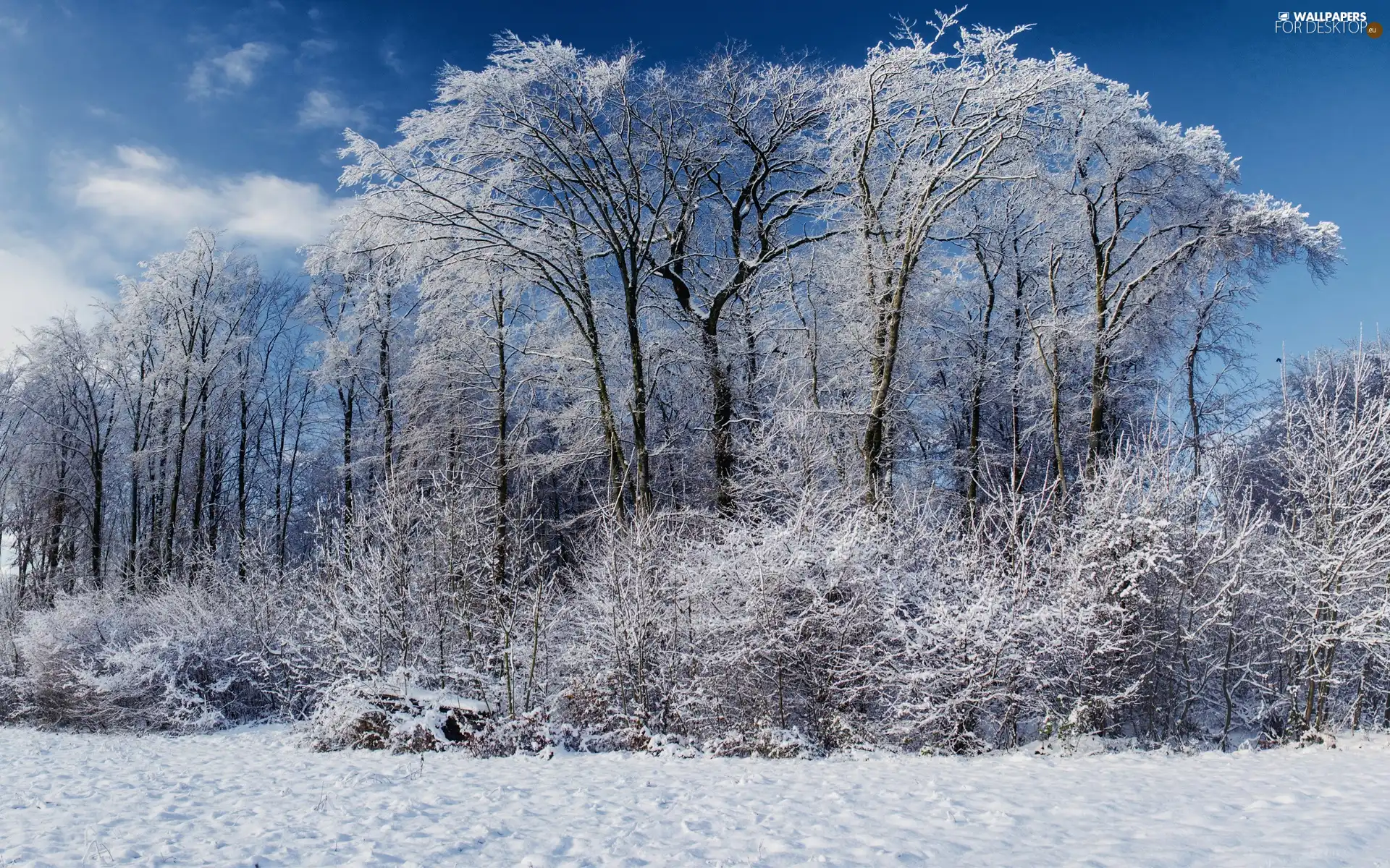 snow, winter, viewes, Bush, trees