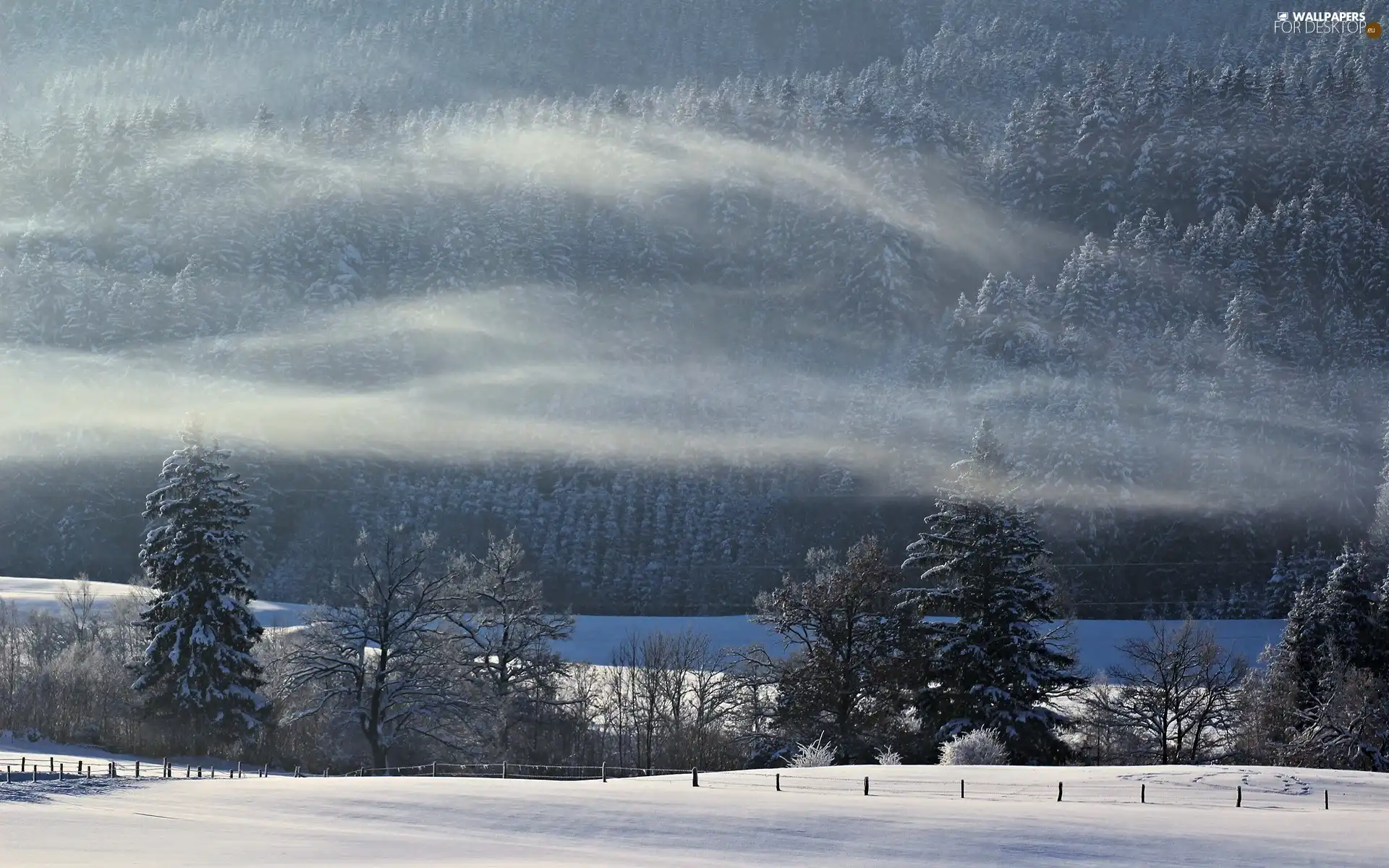 snow, winter, viewes, forest, trees