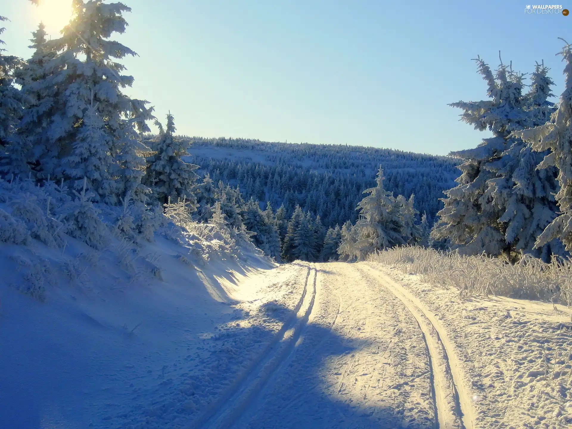 winter, Way, snow, forest