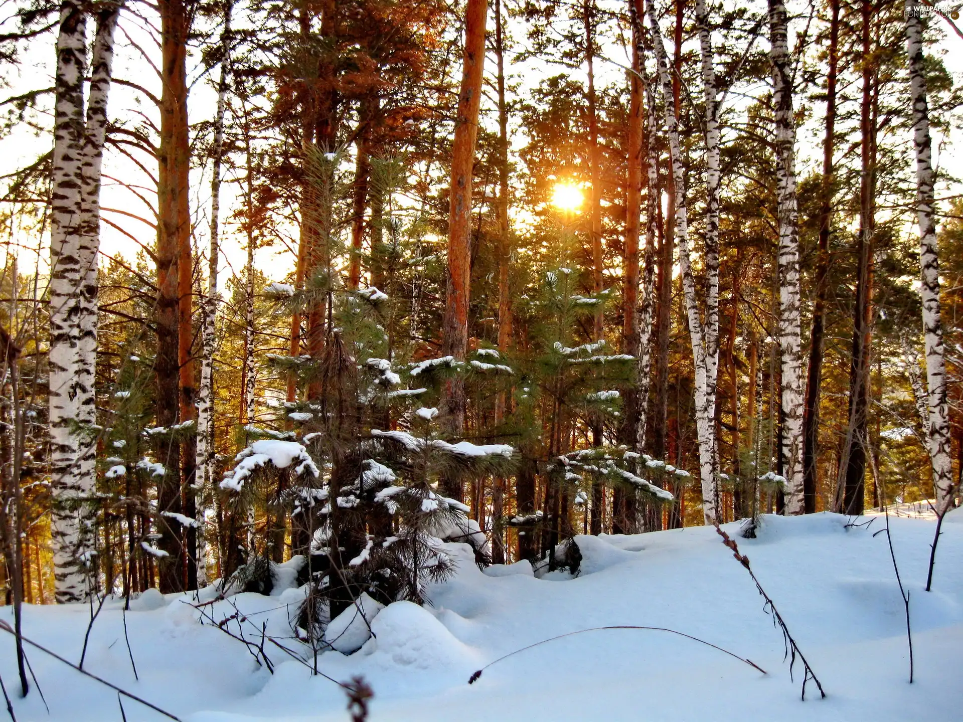 snow, winter, sun, forest, west