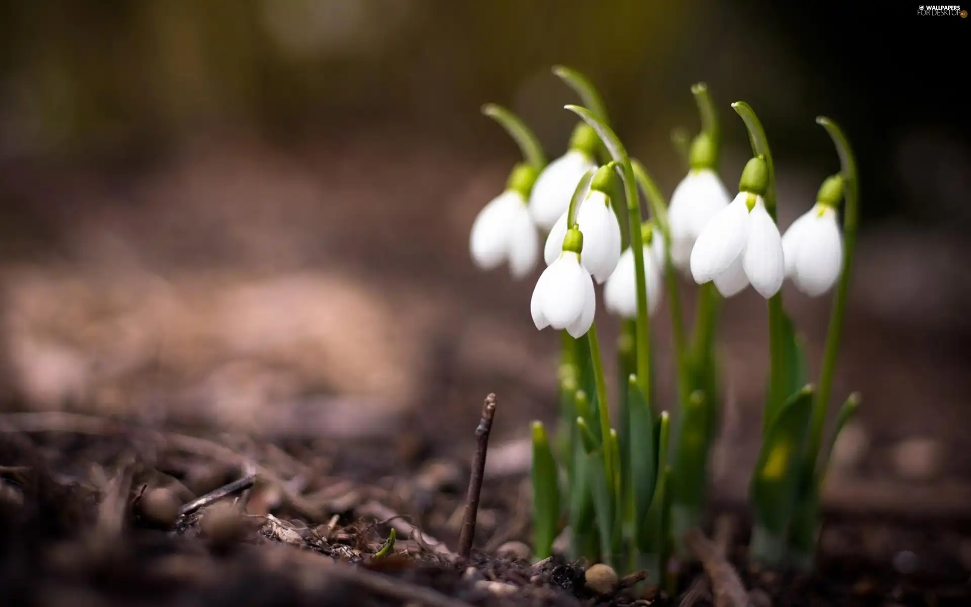 snowdrops, Spring, Flowers