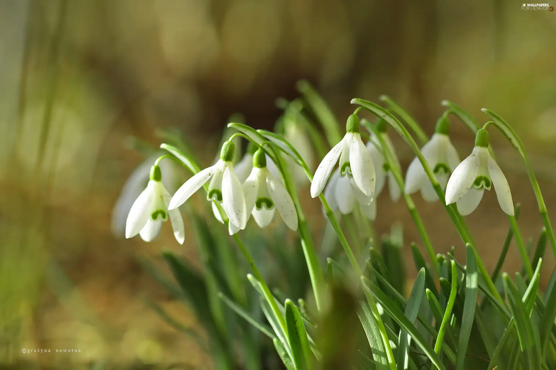 snowdrops, White, Flowers