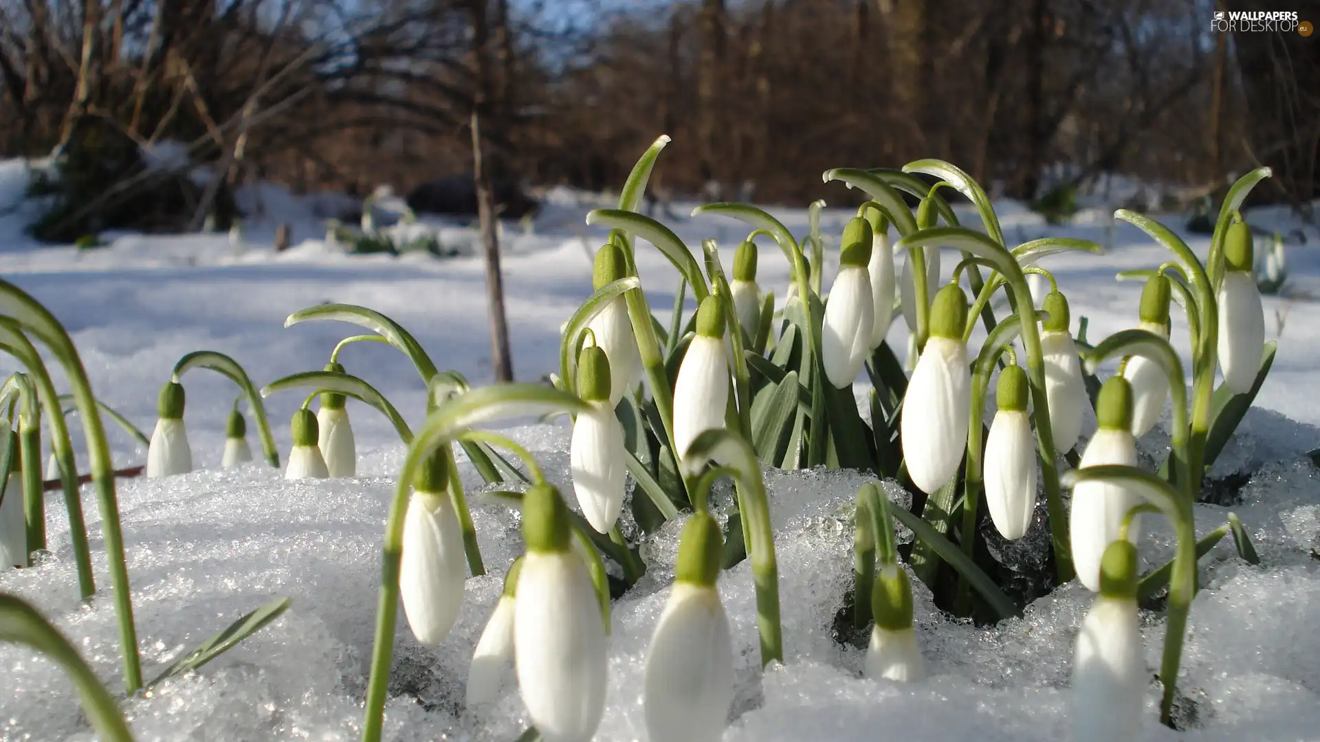 snow, snowdrops