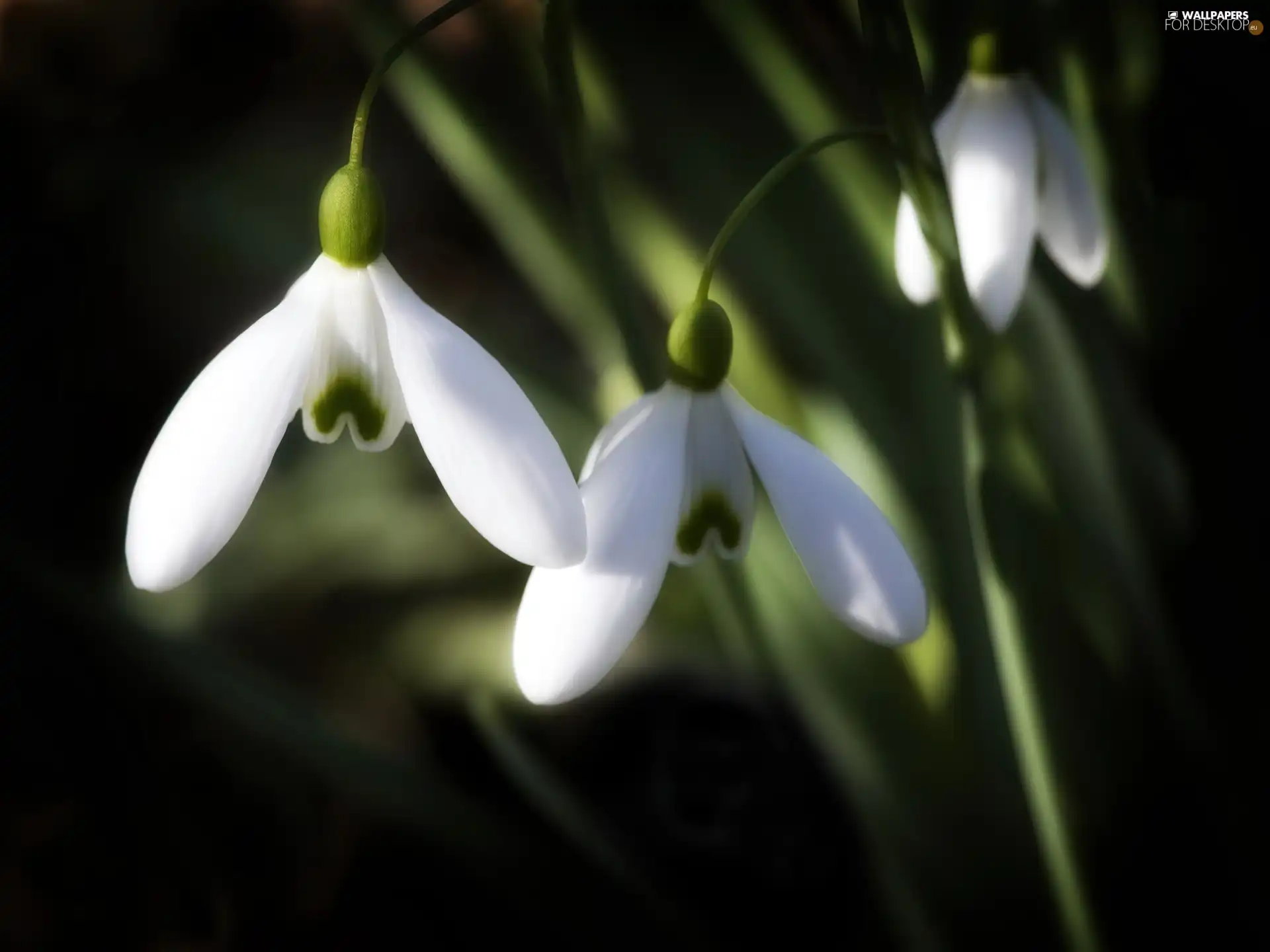 Spring, snowdrops