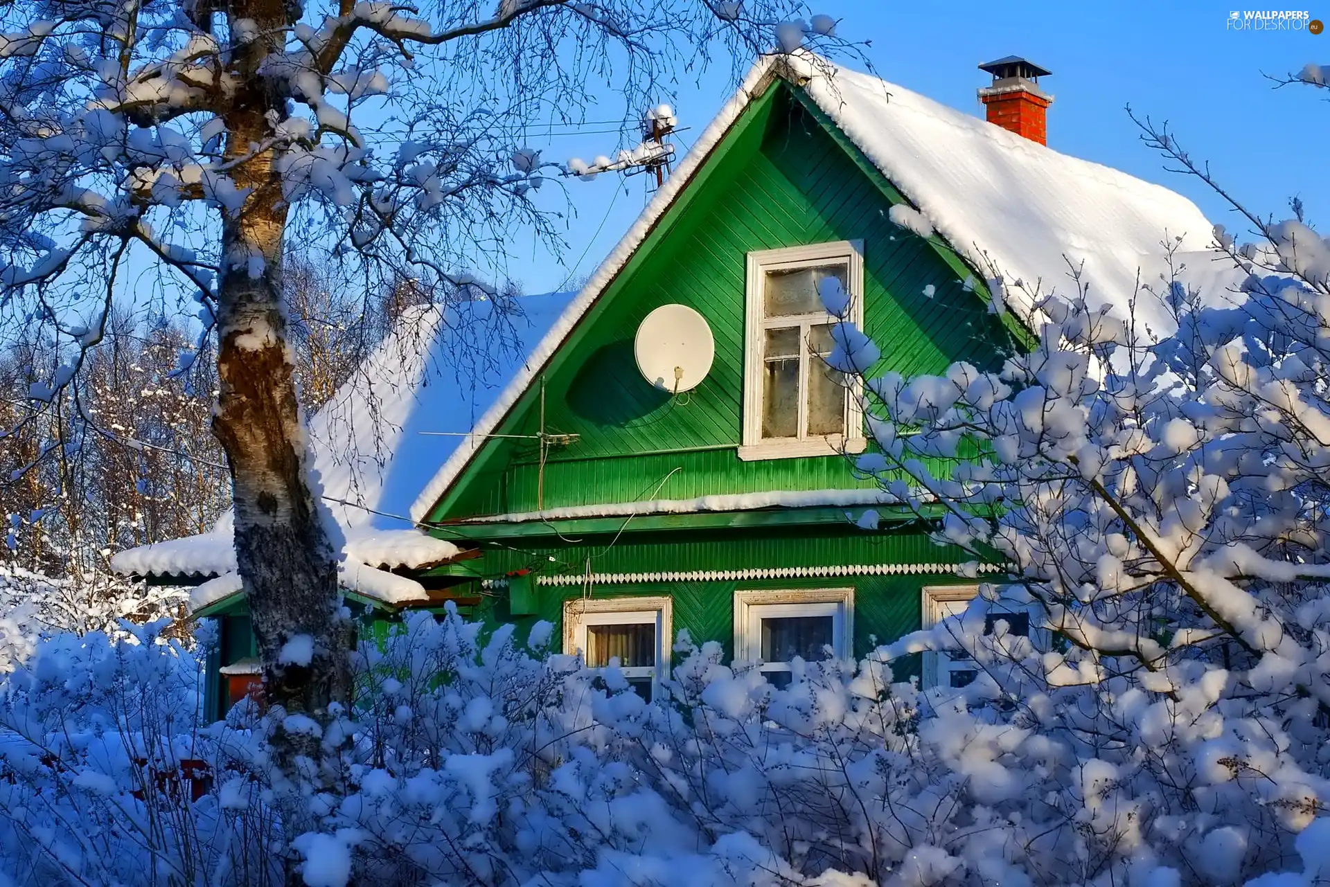 Snowy, Bush, Green, Home, winter