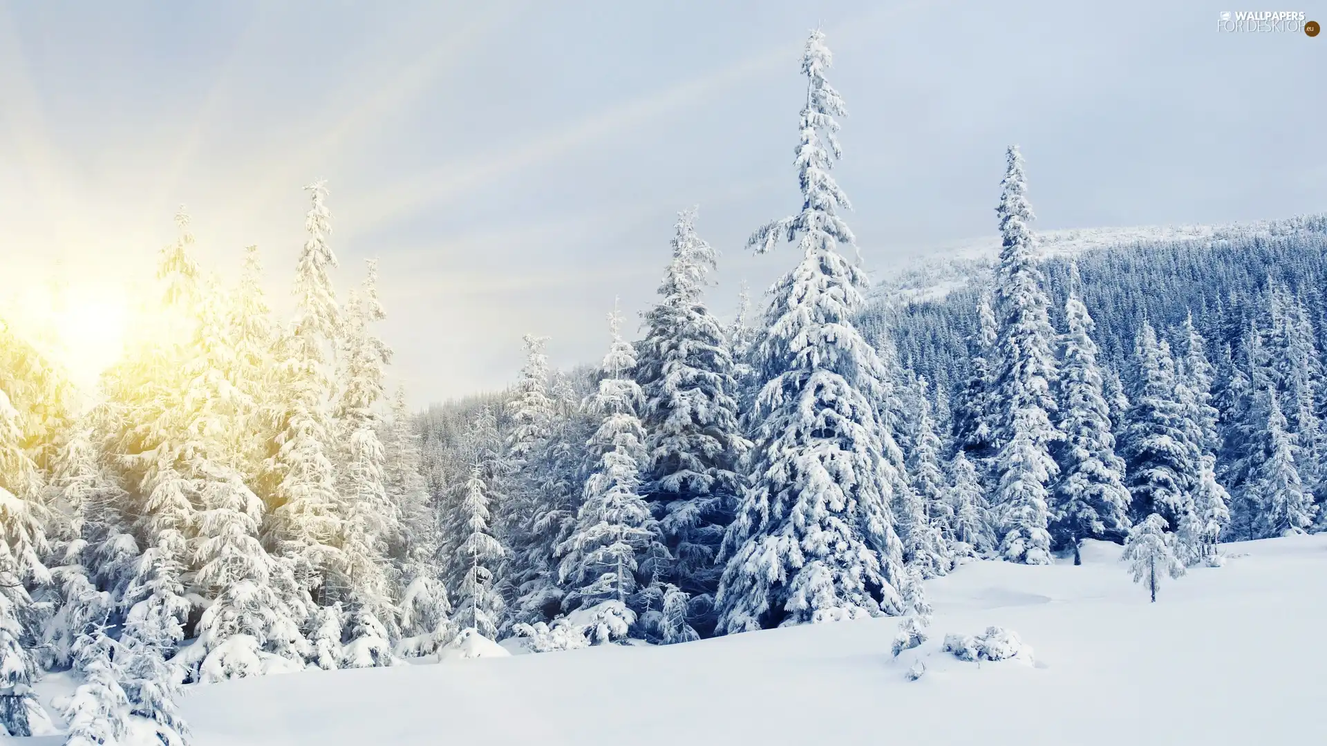 Spruces, rays of the Sun, Snowy