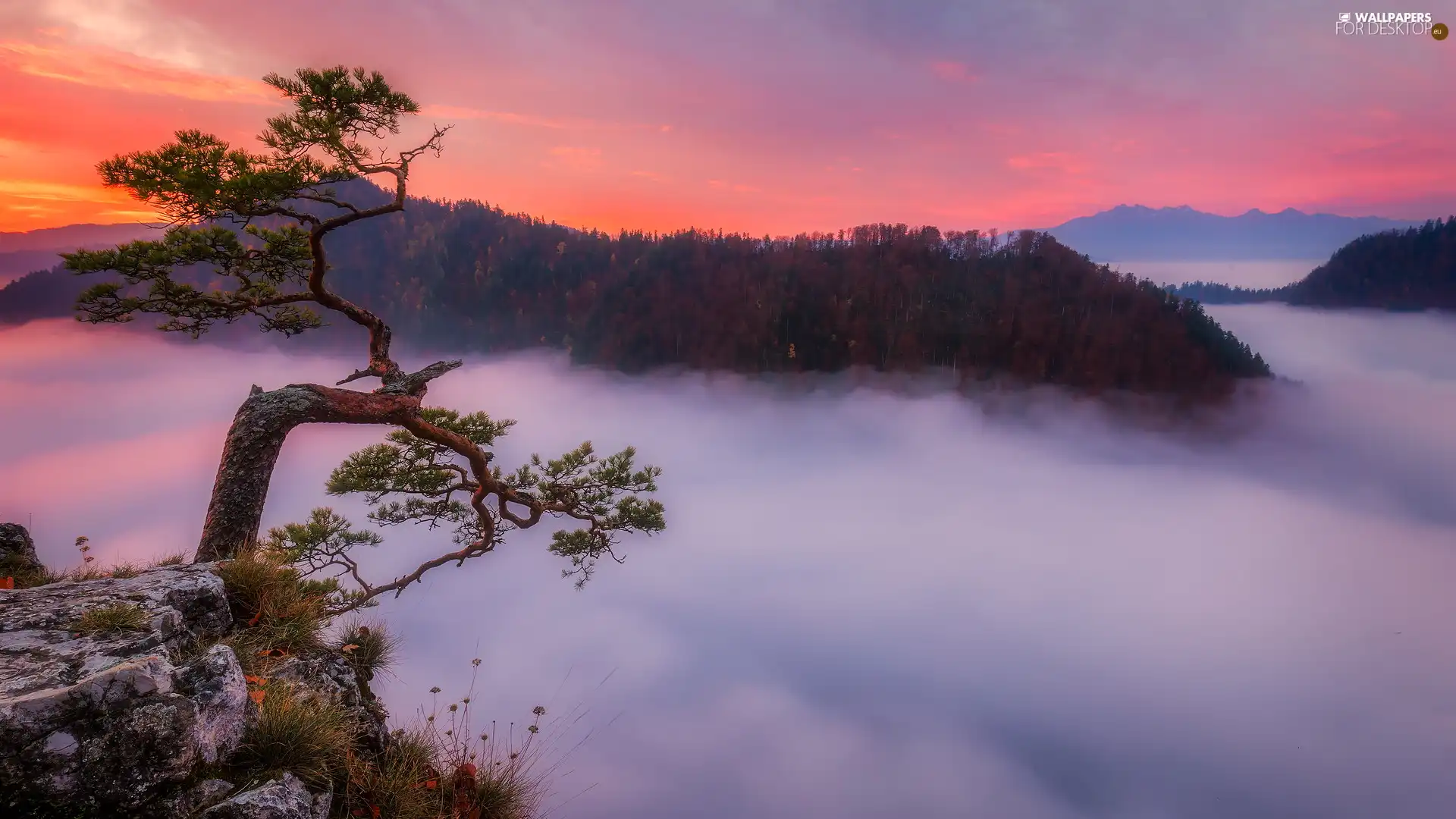 mount, Sunrise, rocks, Sokolica, pine, Poland, Pieniny National Park, Pieniny, Mountains, Fog, trees