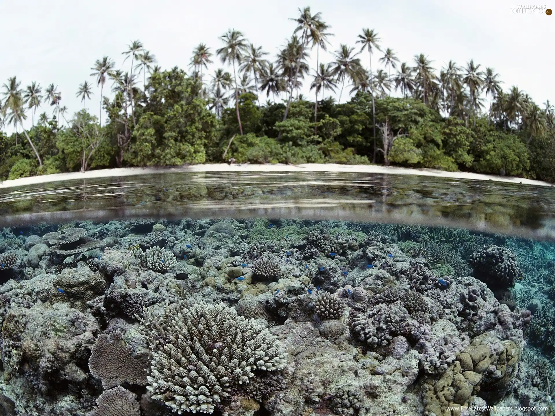 Solomon, Palms, coral, Islands, reef