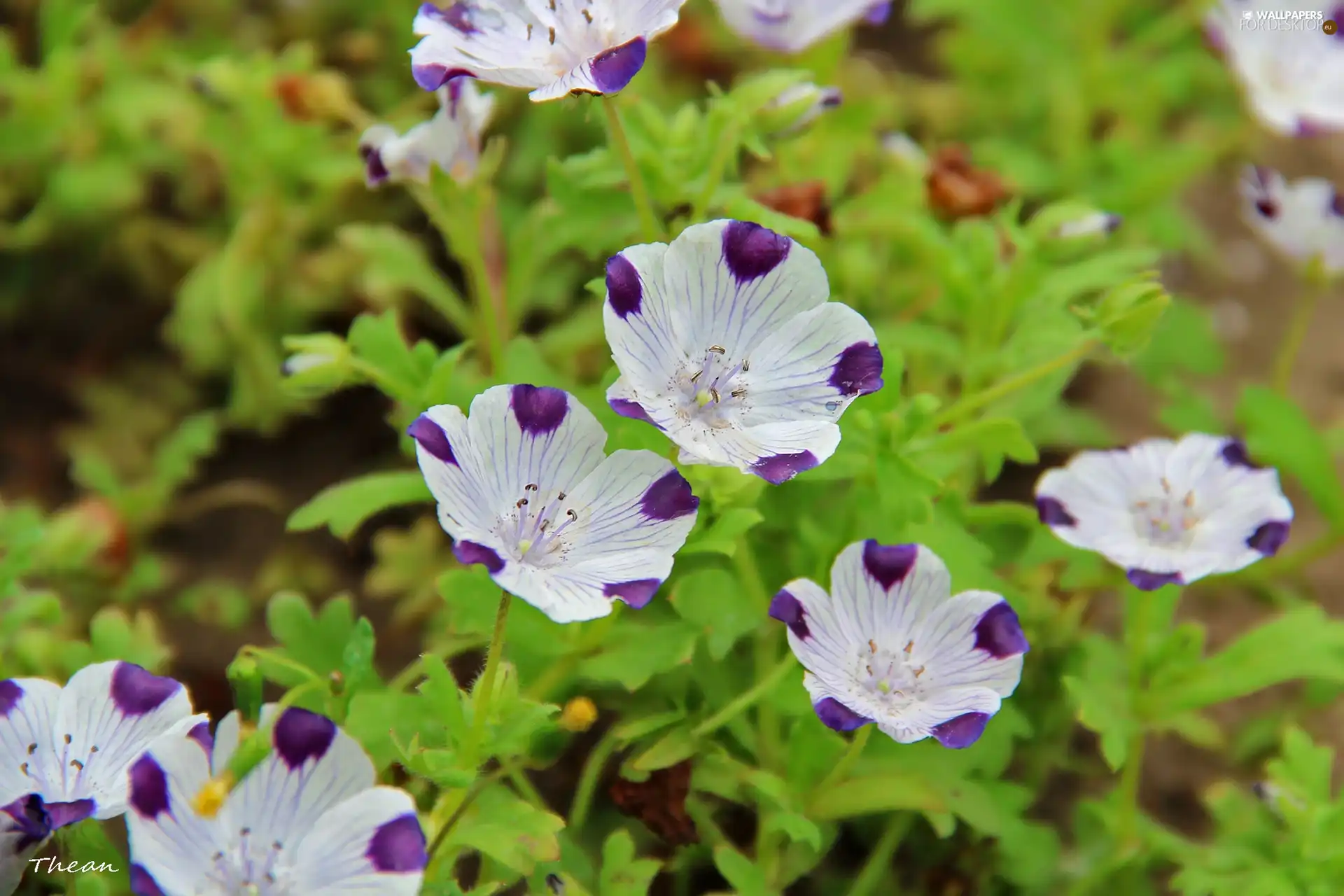 White, purple, specks, Flowers