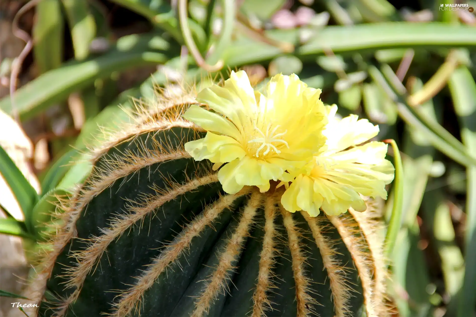 Spikes, flower, Cactus