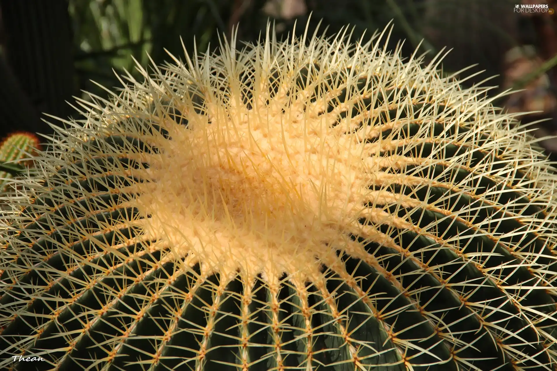 Cactus, Spikes